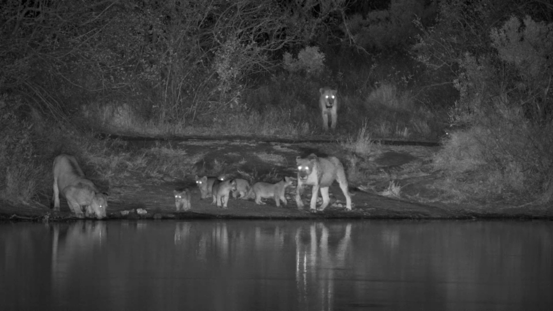 Tiny Cubs Follow the Pride Through the Darkness