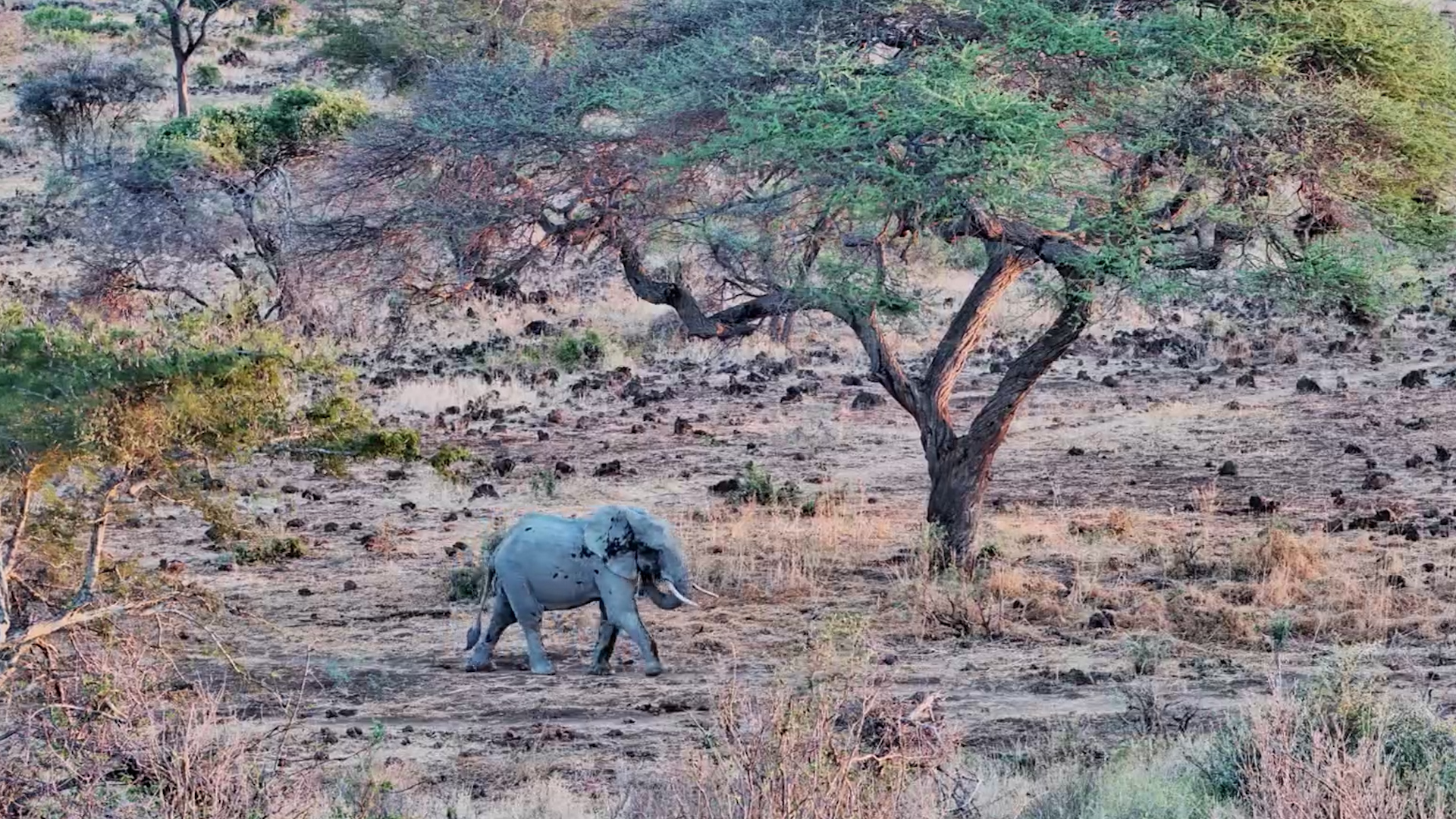 Elephant Strolls Along While Waterbuck Come Racing Past