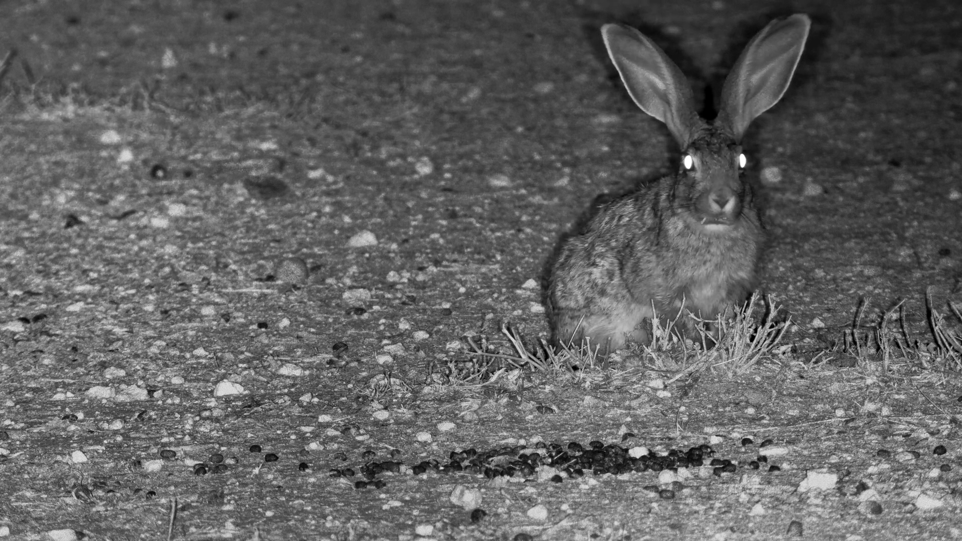 Hare Munches Away in the Namibian Night