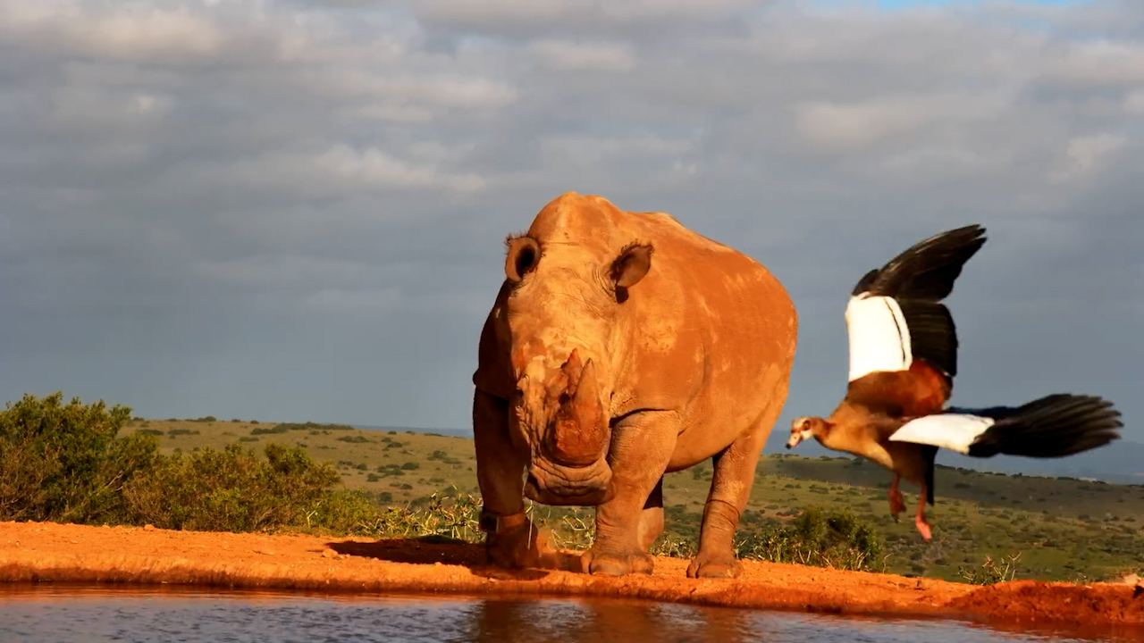 Rhino Enjoys a Peaceful Afternoon at the Waterhole