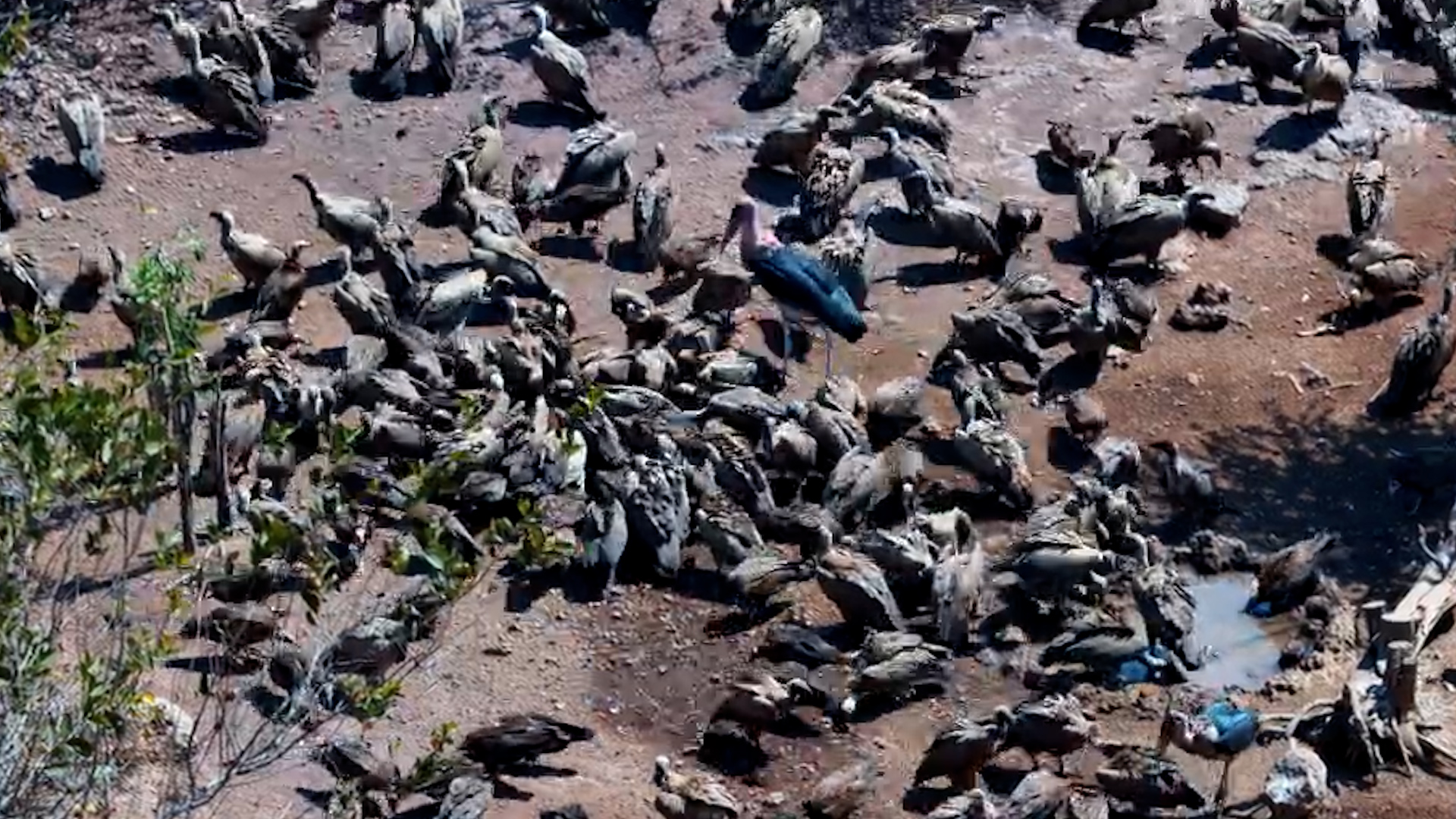 Lunch Is Served at the Vulture Restaurant
