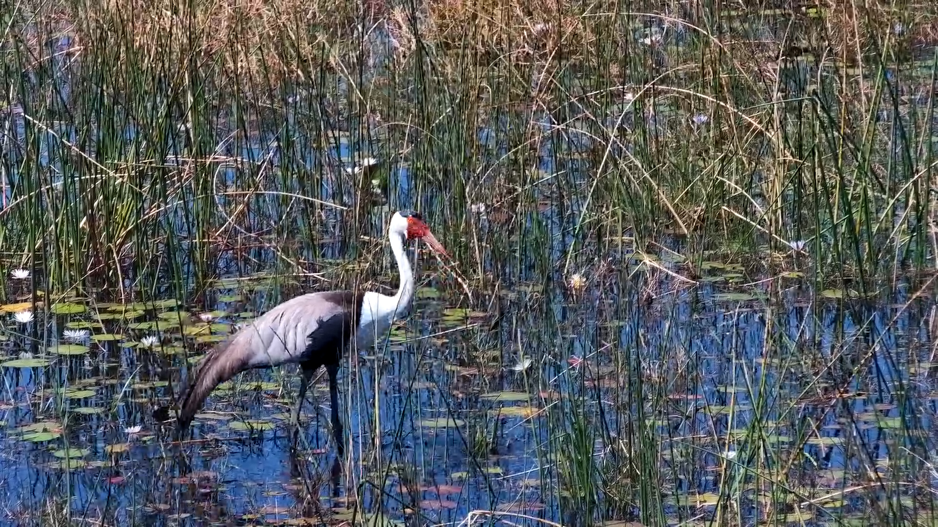 Wattled Crane Family Enjoys a Day in the Marsh