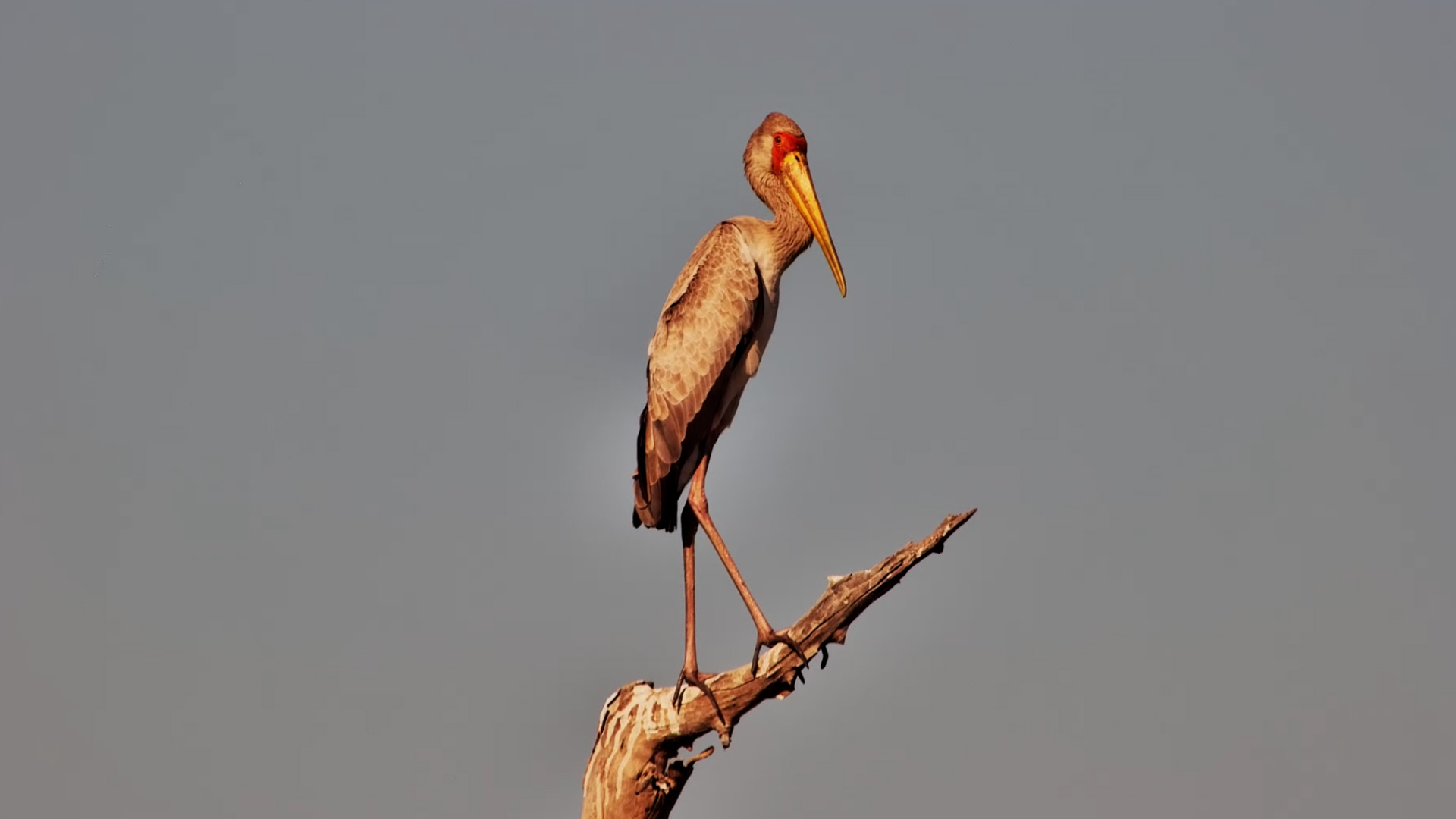 Young Yellow-Billed Stork Finds the Perfect Perch