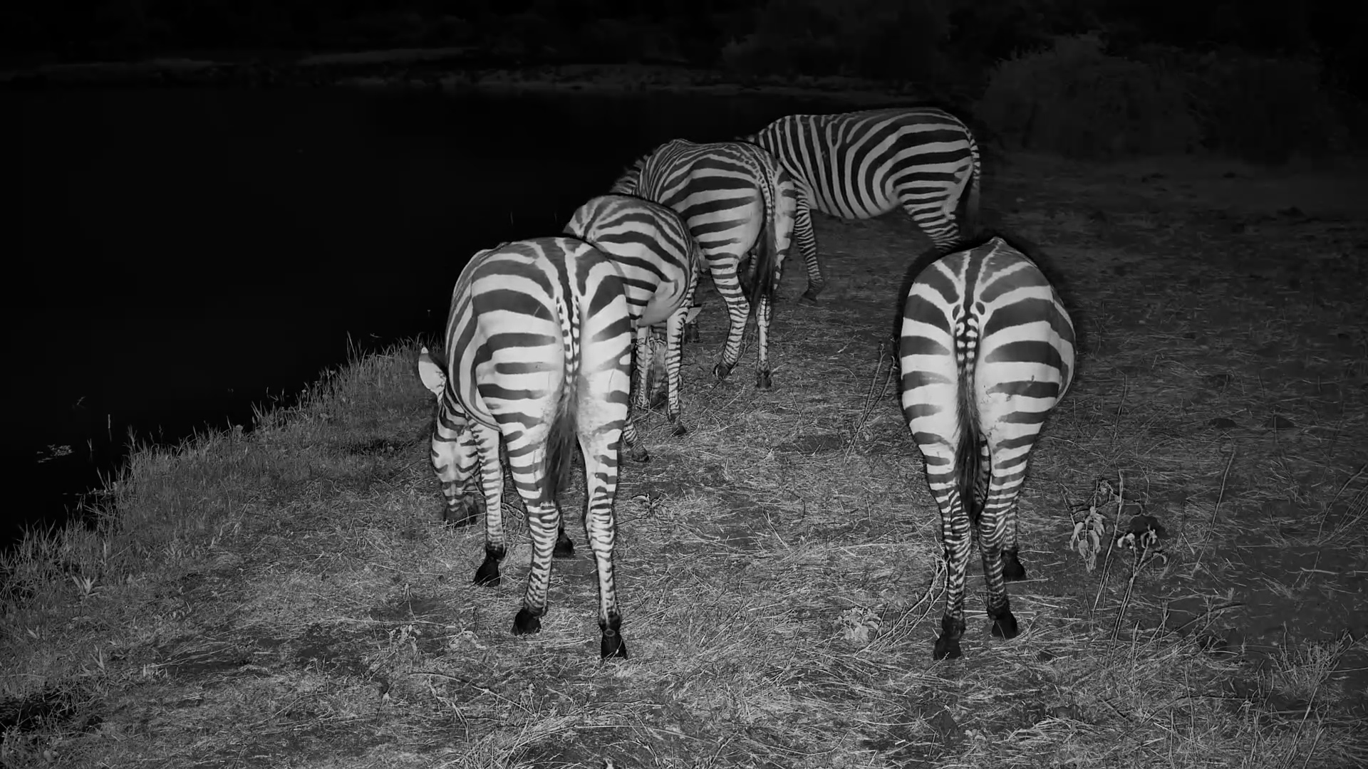 Late-Night Grazing Right Beside the Camera