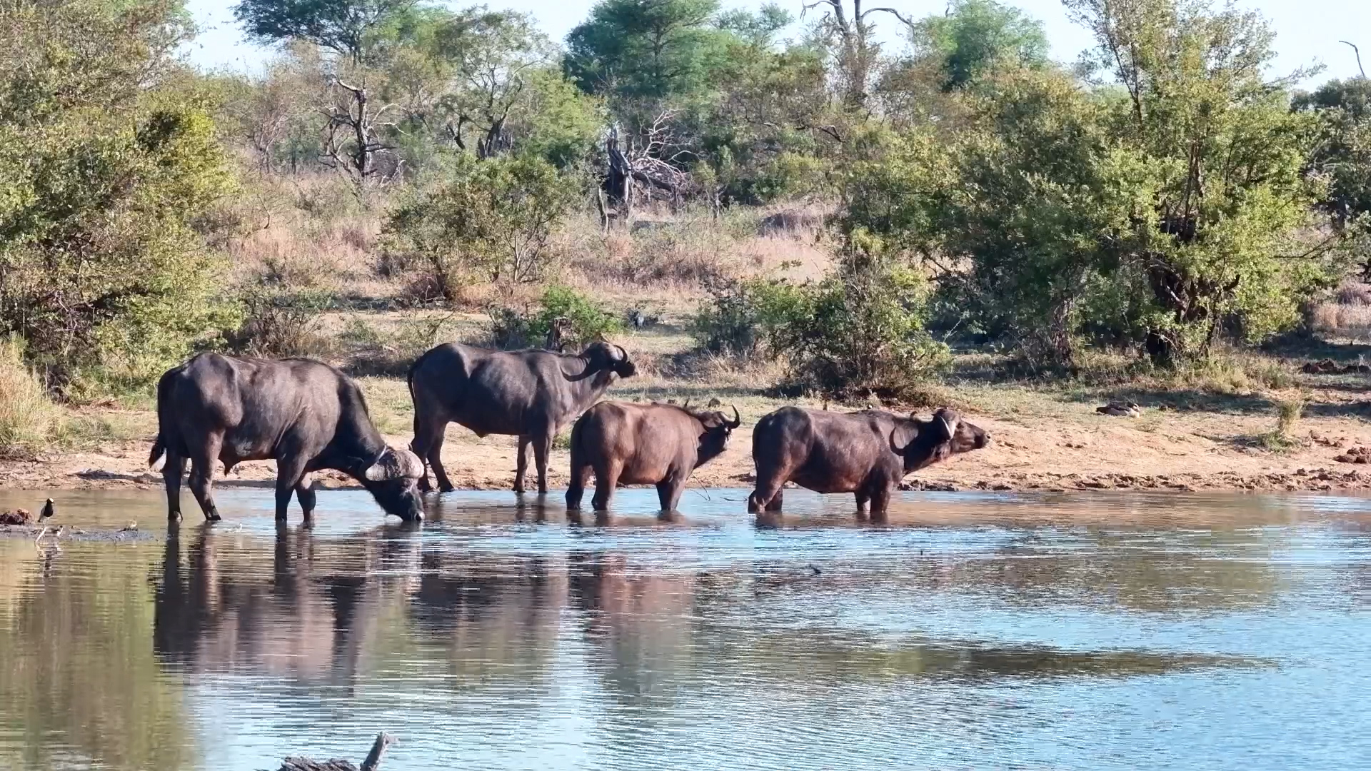 The Buffalo Have Had Their Drinks and Are Calling It a Day