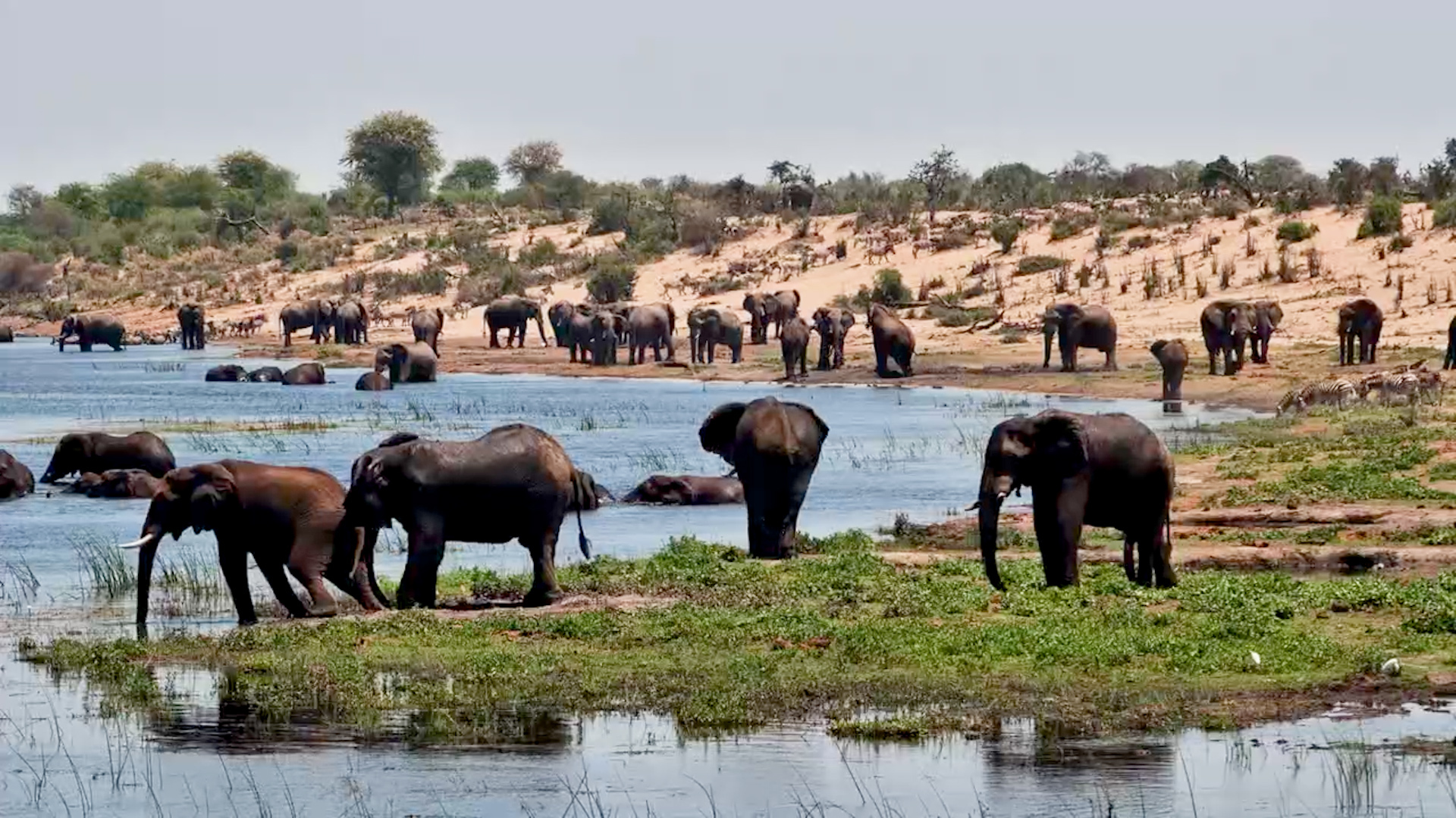 There's Quite an Elephant Gathering Happening at Moela