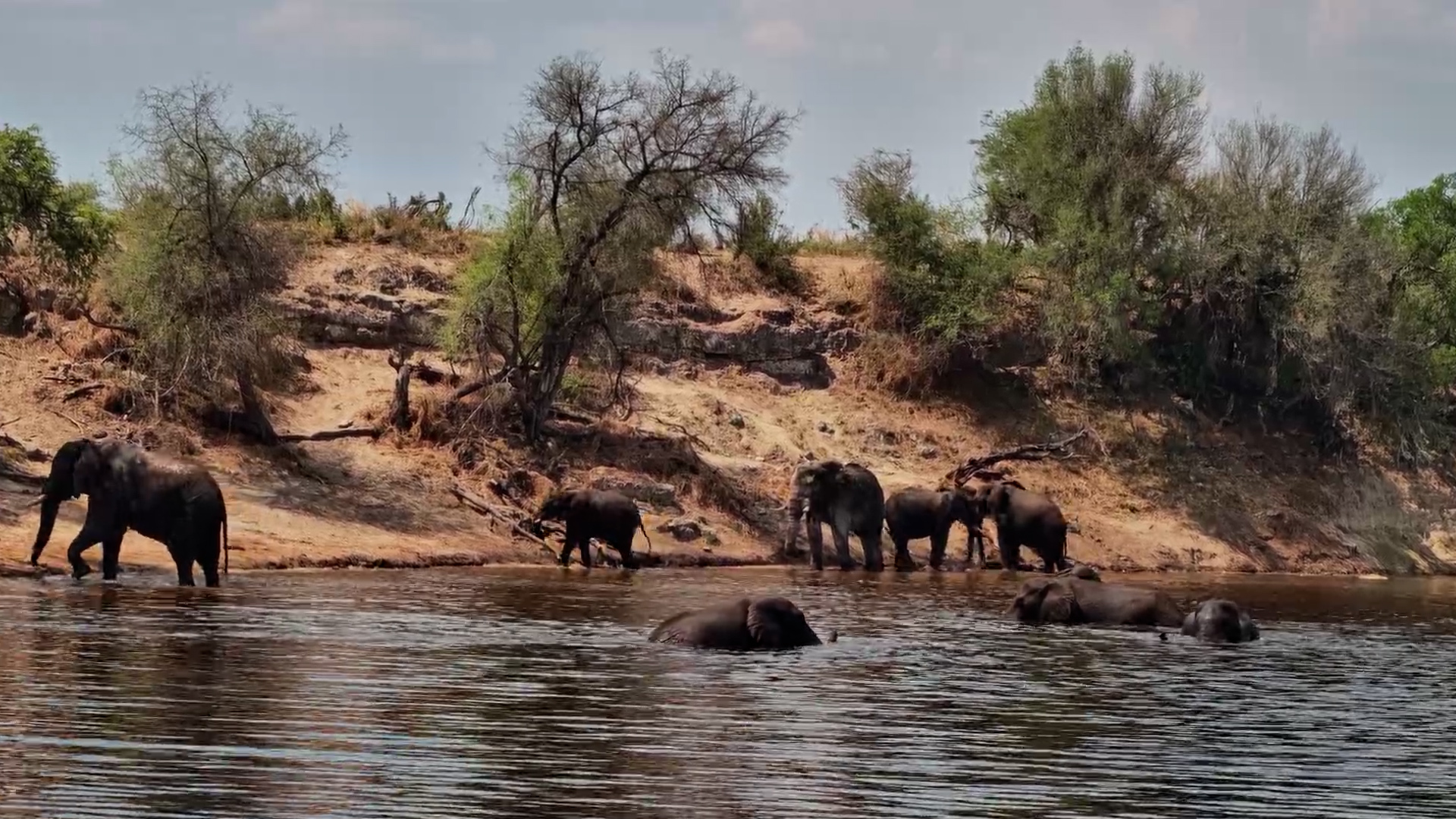 These Elephants Have Turned the Water's Edge Into a Playground