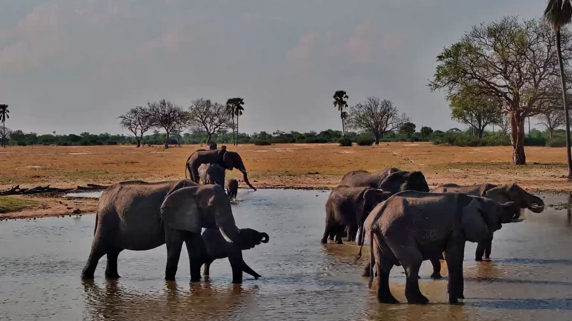 The Elephants Are Spreading Out and Claiming Their Favourite Spots
