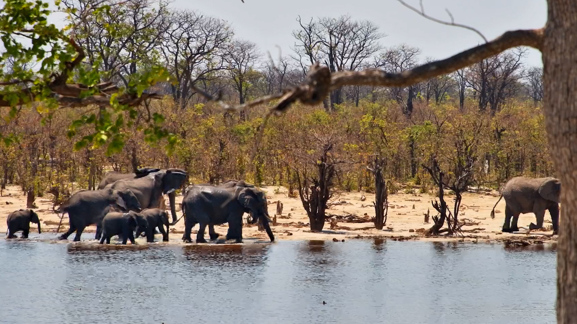 The Elephants Have Found Their Next Stop — The Pan