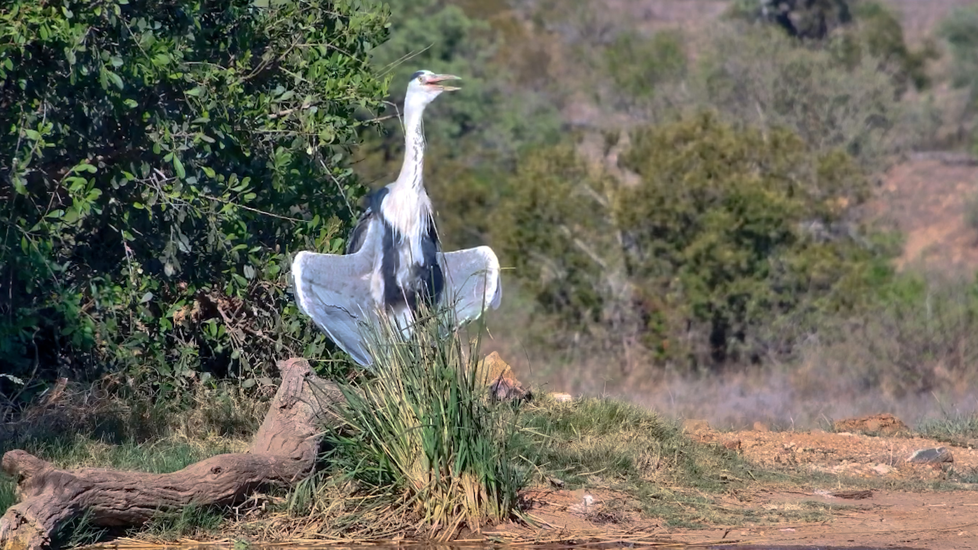 This Heron Is Taking Sunbathing Rather Seriously