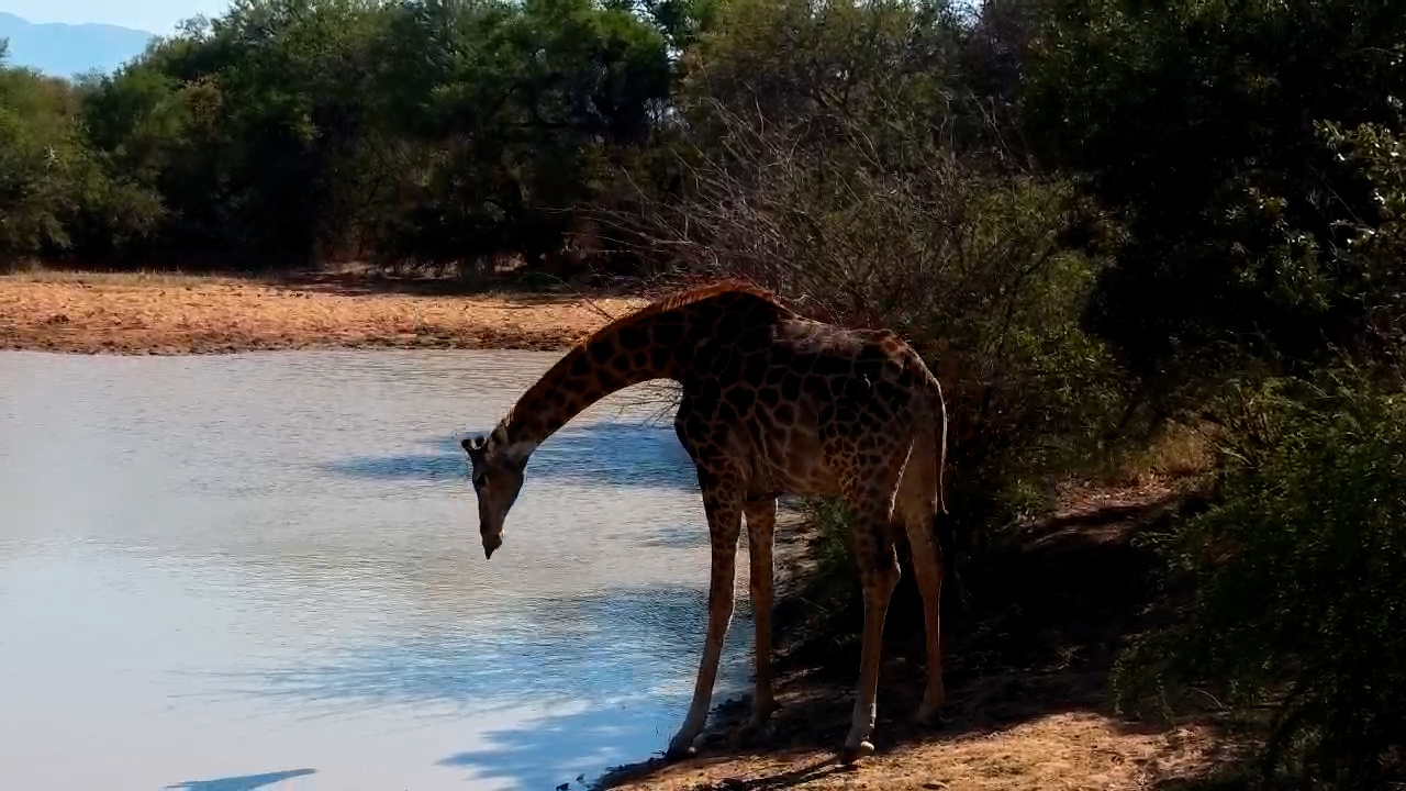 Giraffe vs Gravity — The Daily Struggle to Get a Drink