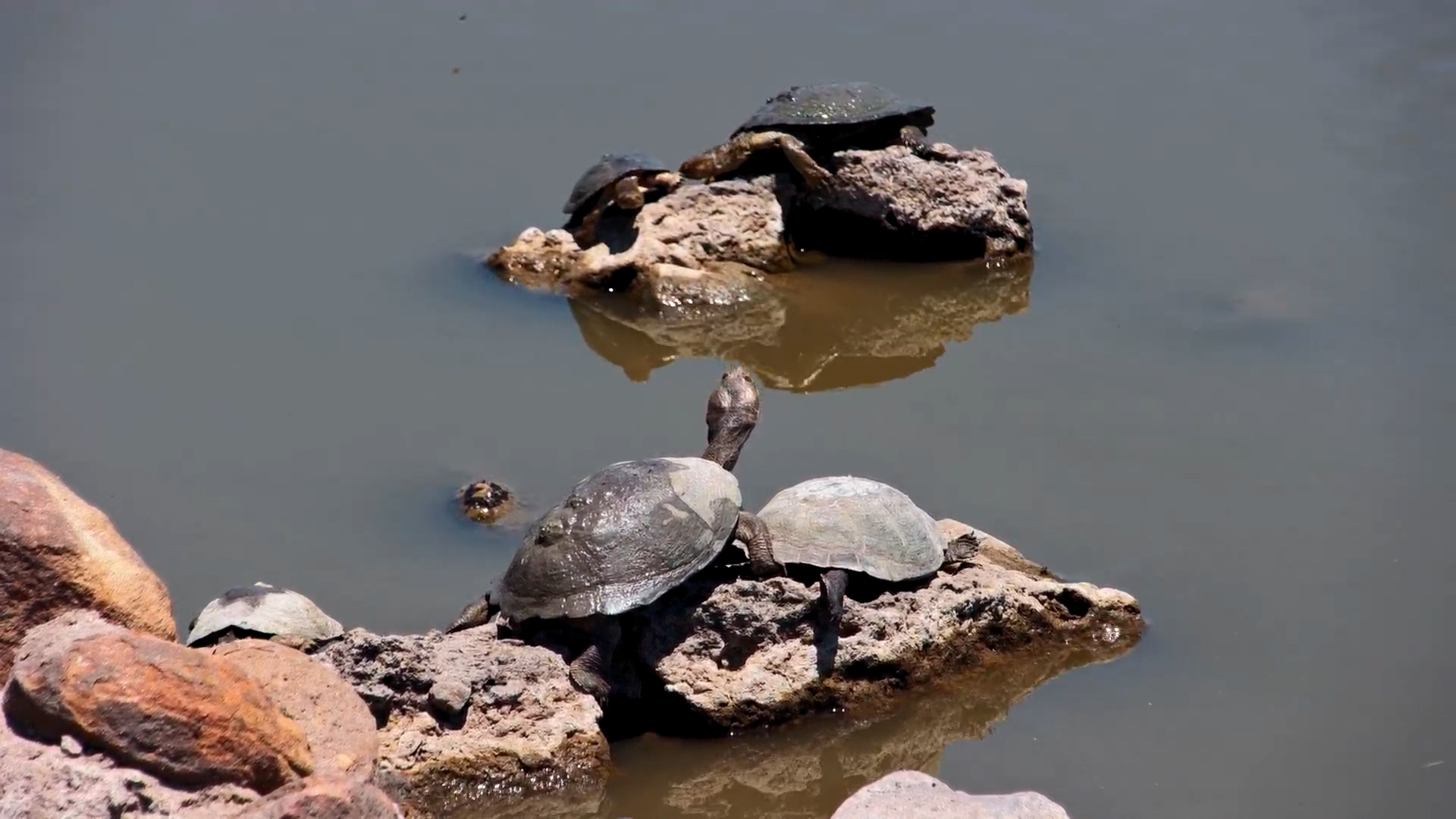 The Terrapins Have Turned This Rock Into Their Personal Sun Deck