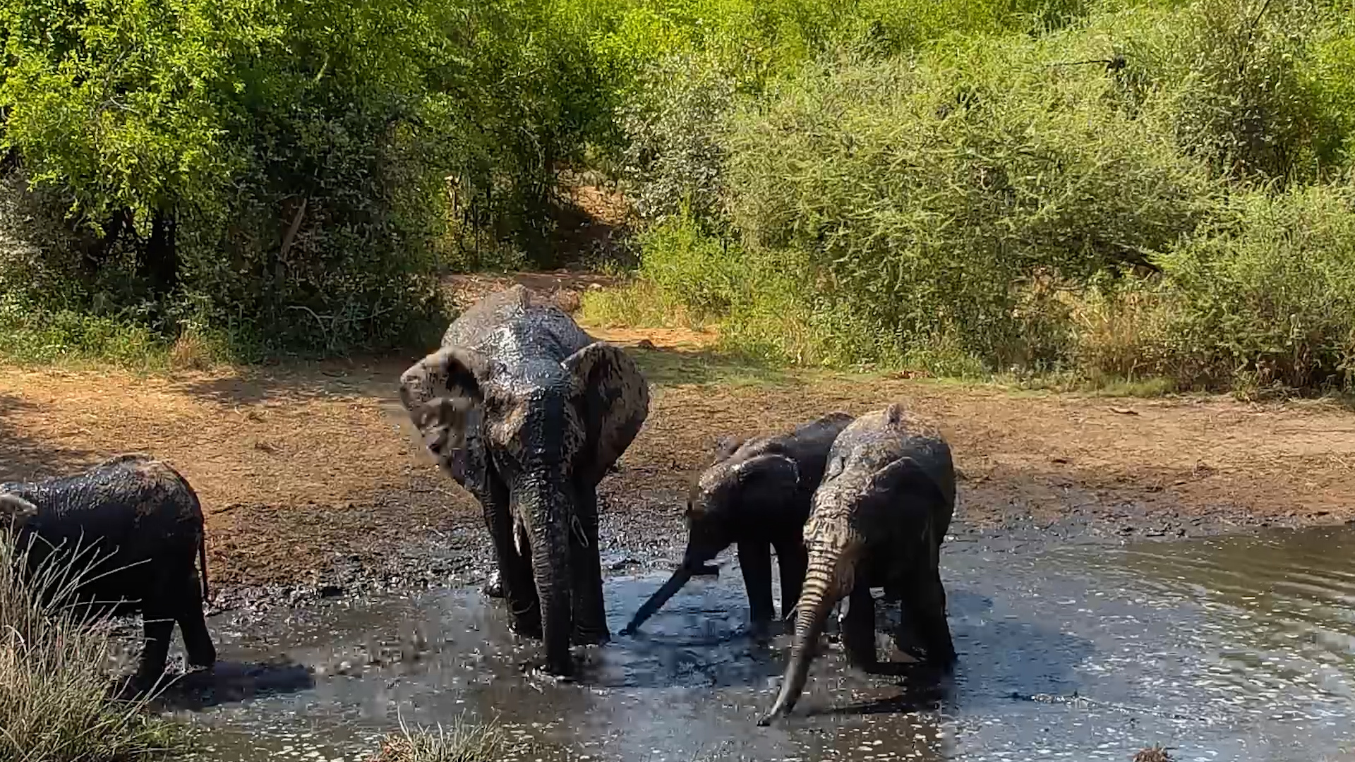 Three Elephant Calves and a Whole Lot of Mud