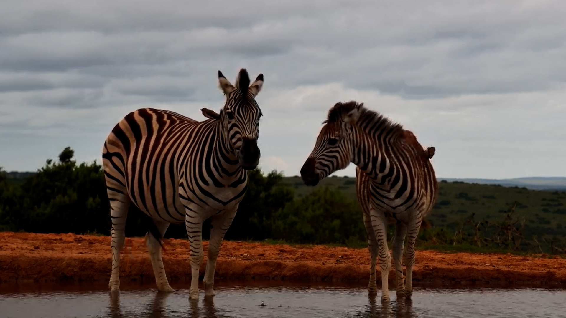 Tiny Hooves, Big Stripes — A Zebra Foal Follows Mum