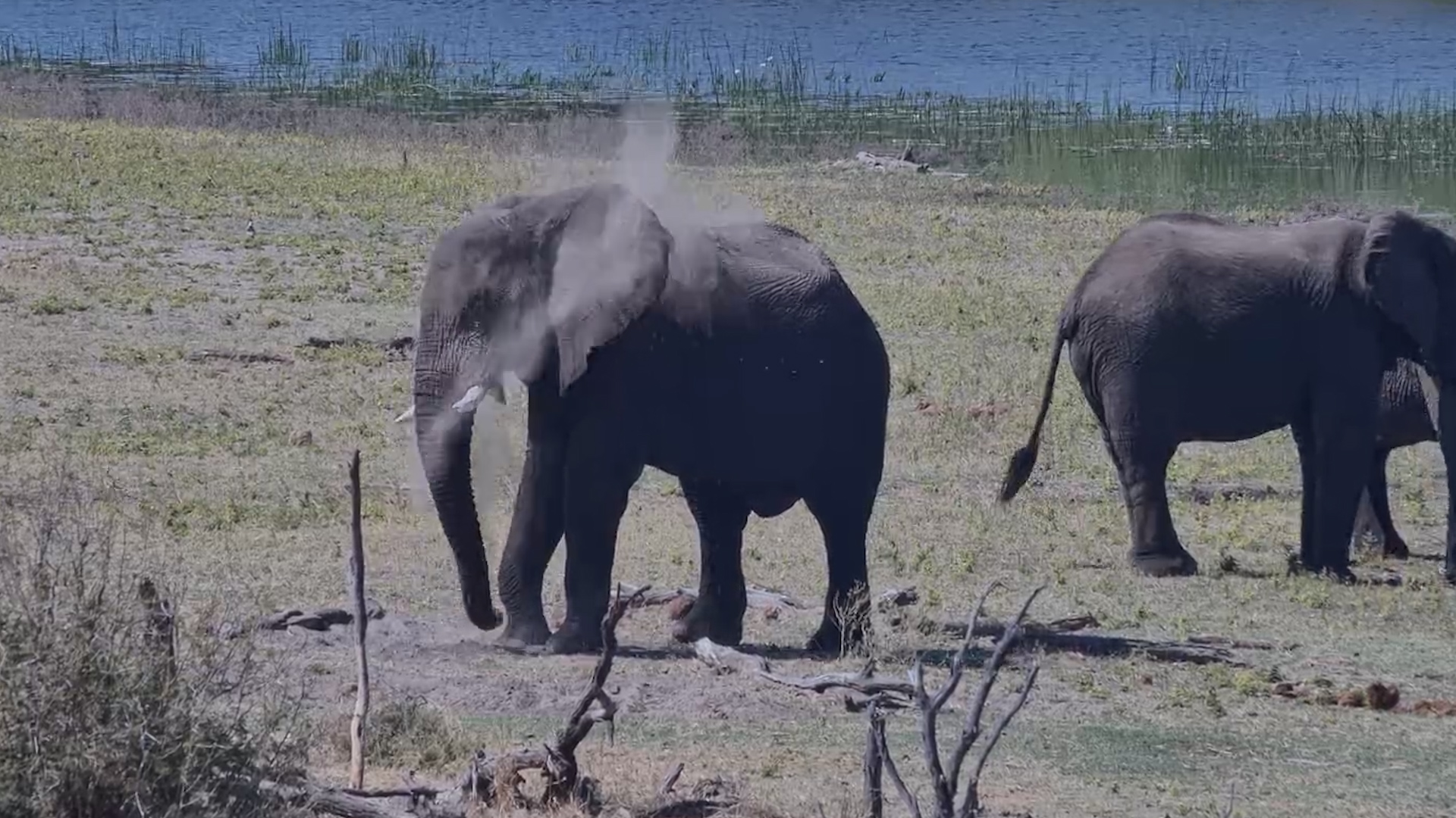 Elephants Give Themselves a Dusty Makeover