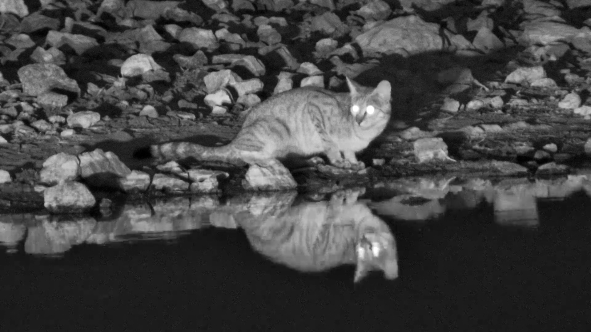 A Secretive African Wildcat Sneaks In for a Drink