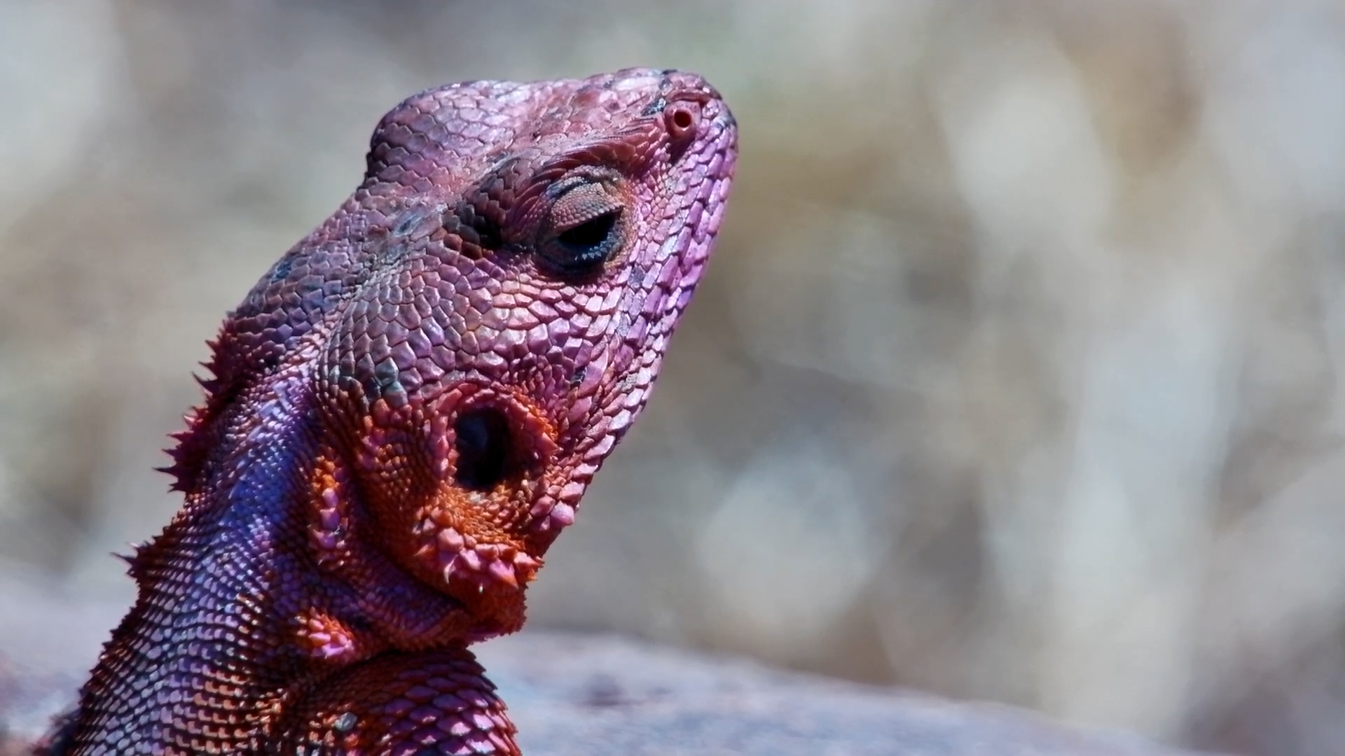 Look at That Skin! Agama in Extreme Close-Up