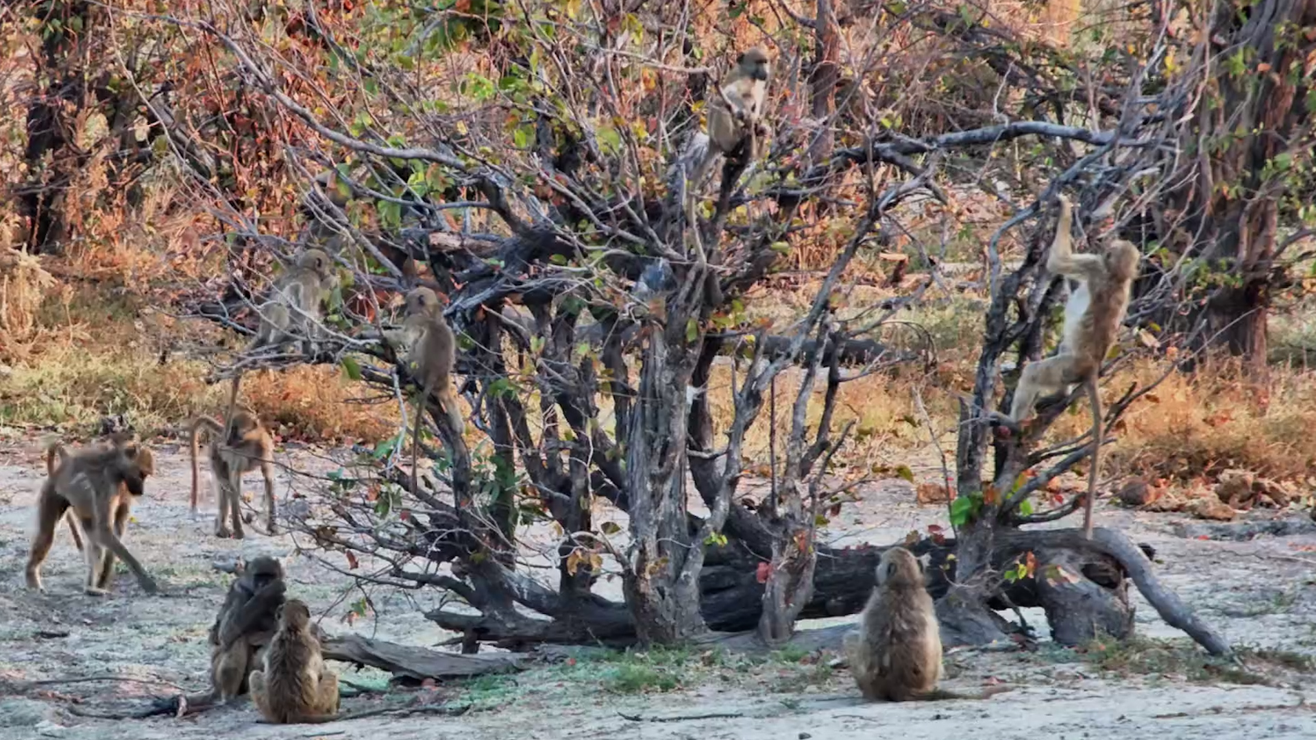 Chacma Baboons Take Over Twin Pan