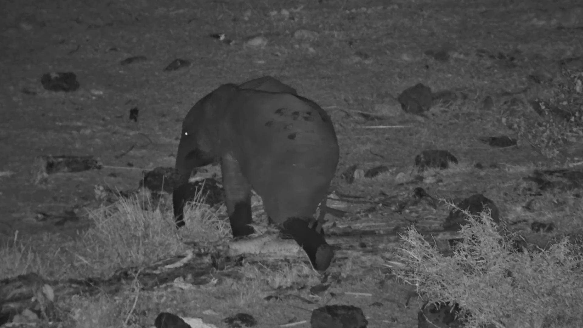 Baby Elephant Has Some Important Night Time Business