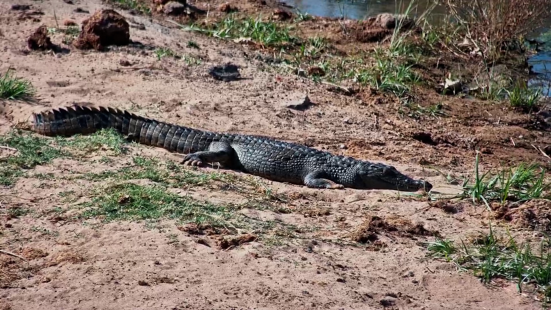 Croc Leaves the Water for a Sunbathing Session