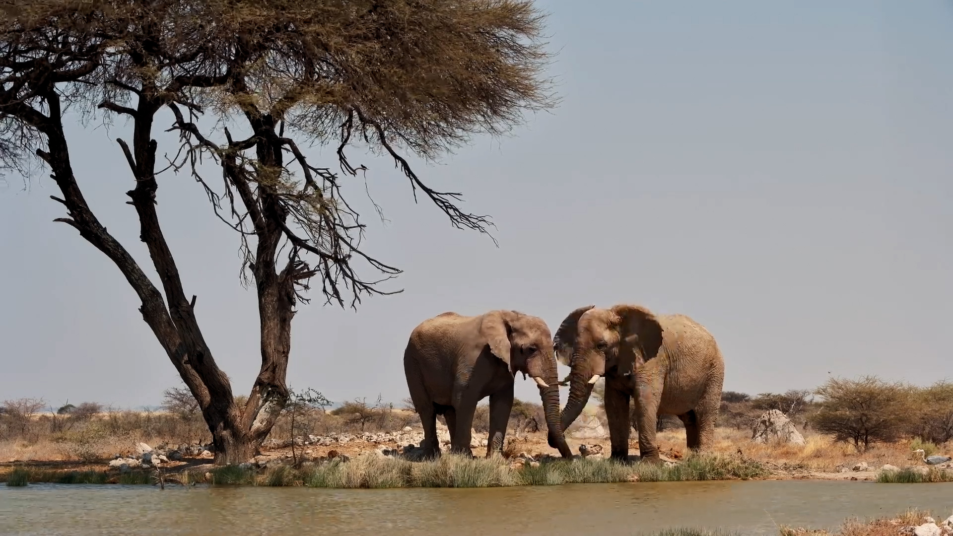 Just Two Elephants Enjoying the Water Together
