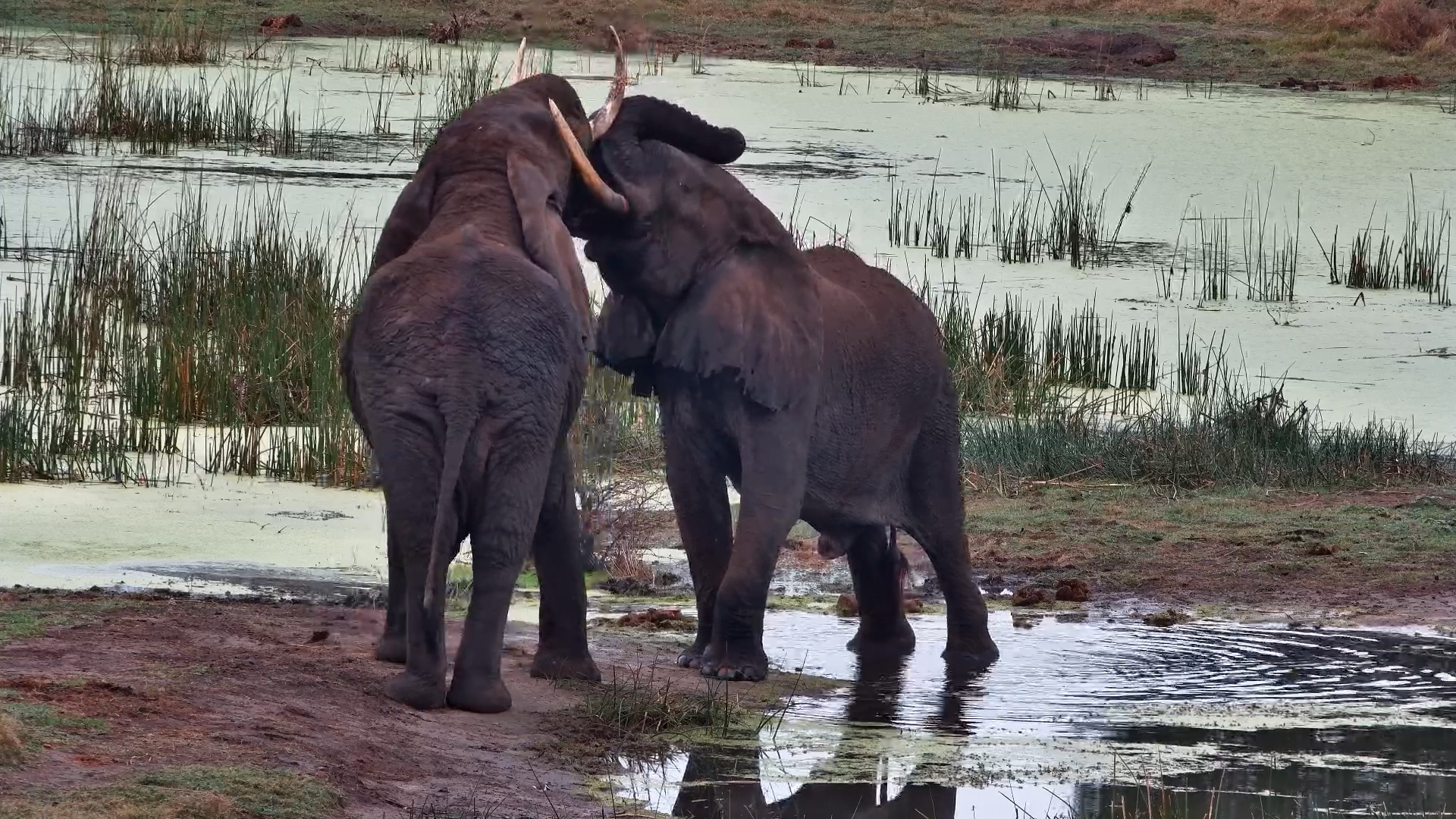 Elephant Sparring Match Breaks Out by the Water!