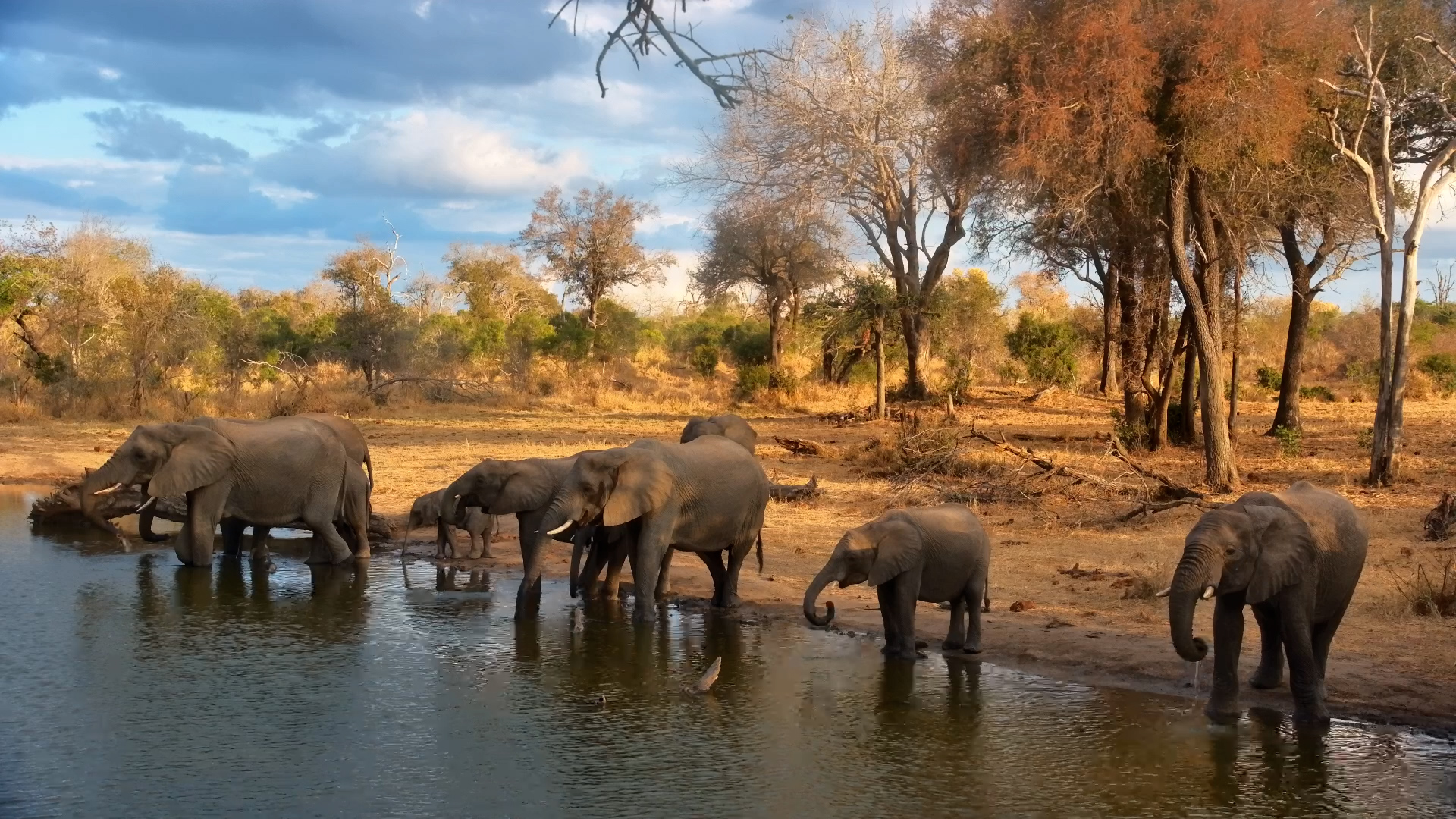 Elephants Arrive Together for a Serondella Drink