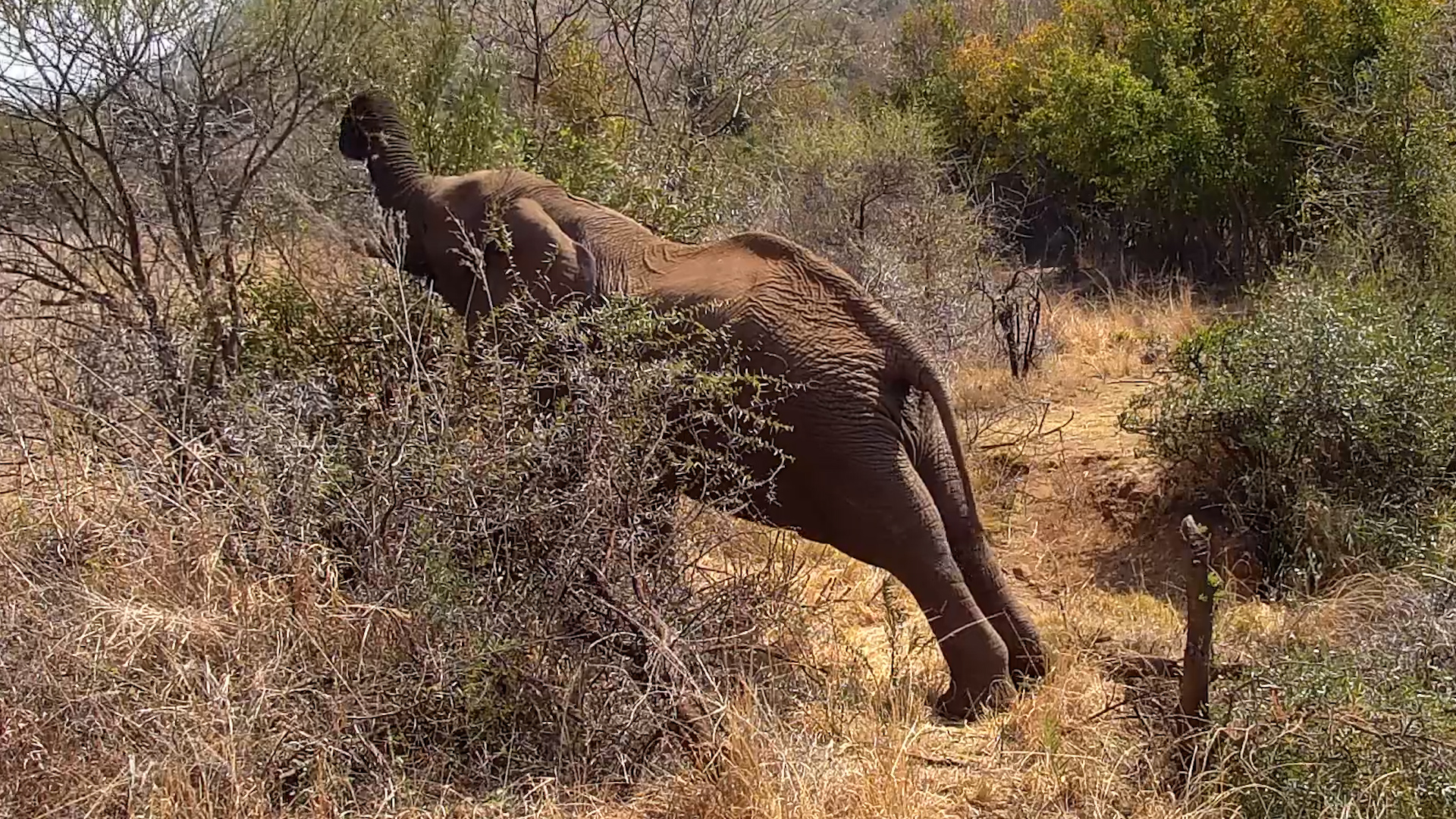 Elephant Shows Off His Reach for the Tastiest Leaves