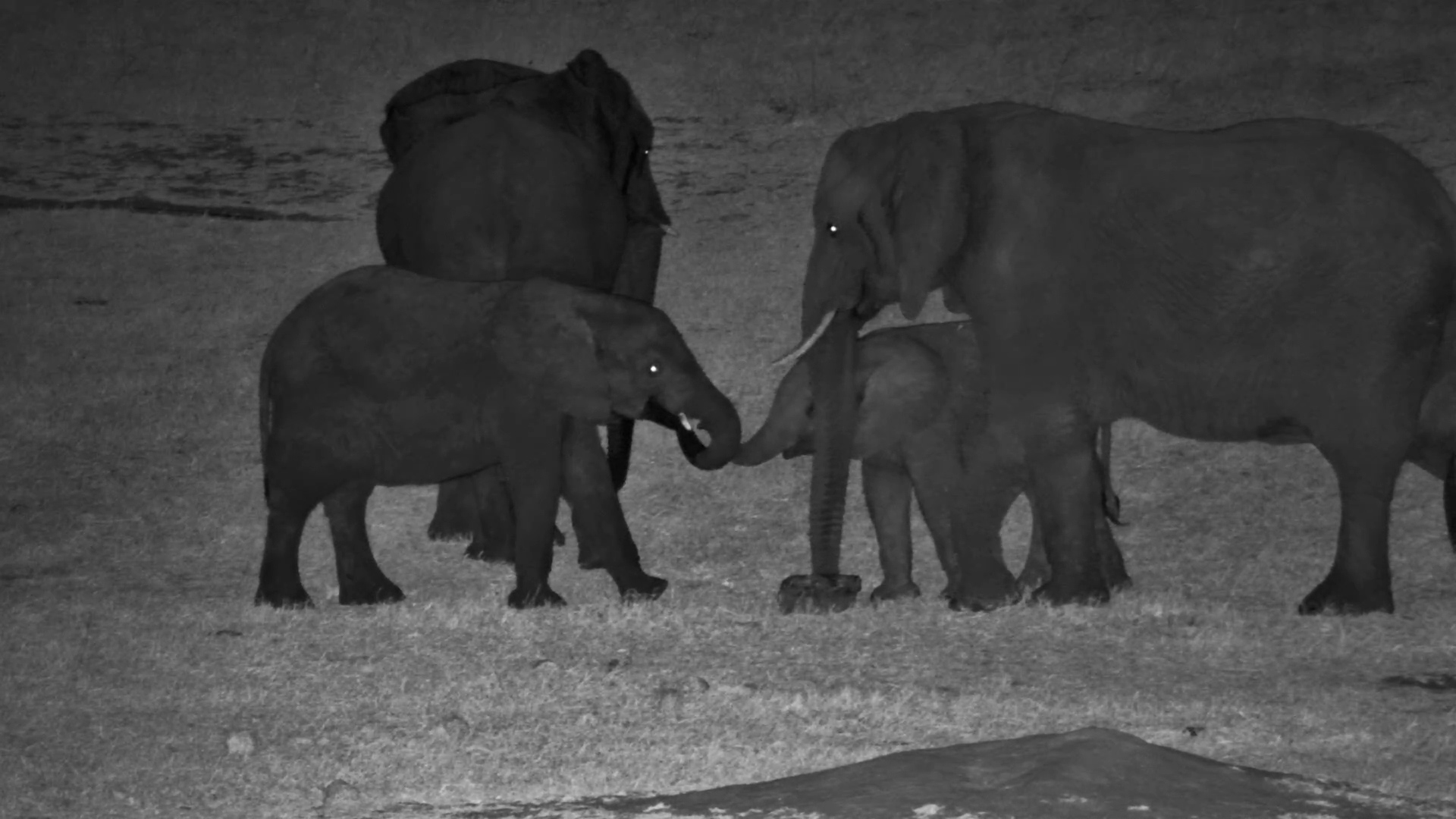 Elephant Mum & Youngster Get Some Company at the Salt Block