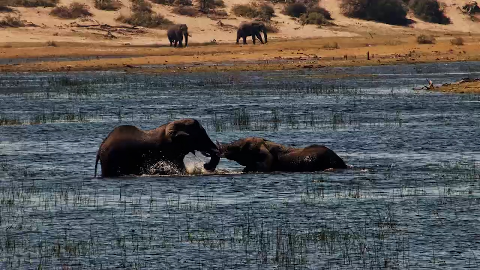 Elephants Turn the Boteti River Into Their Playground