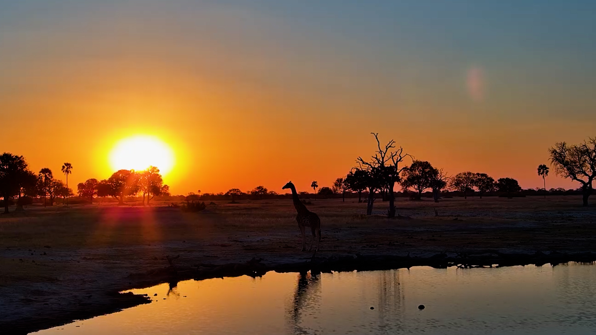 Golden Hour With a Giraffe