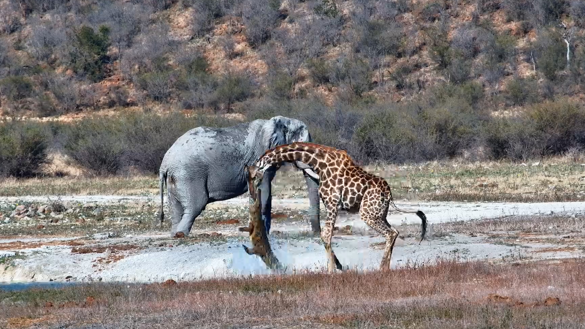 Giraffe Attacked by Crocodile... and Somehow Escapes!