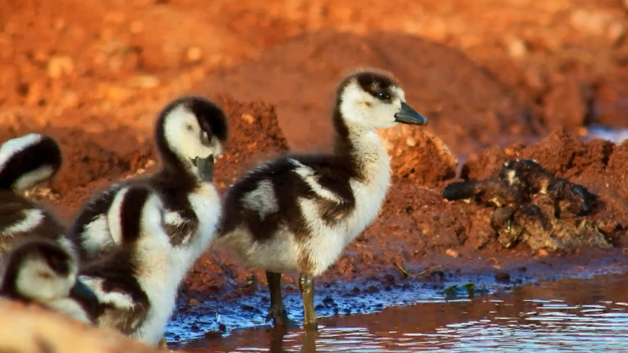 Little Fluffballs Take Over the Waterhole