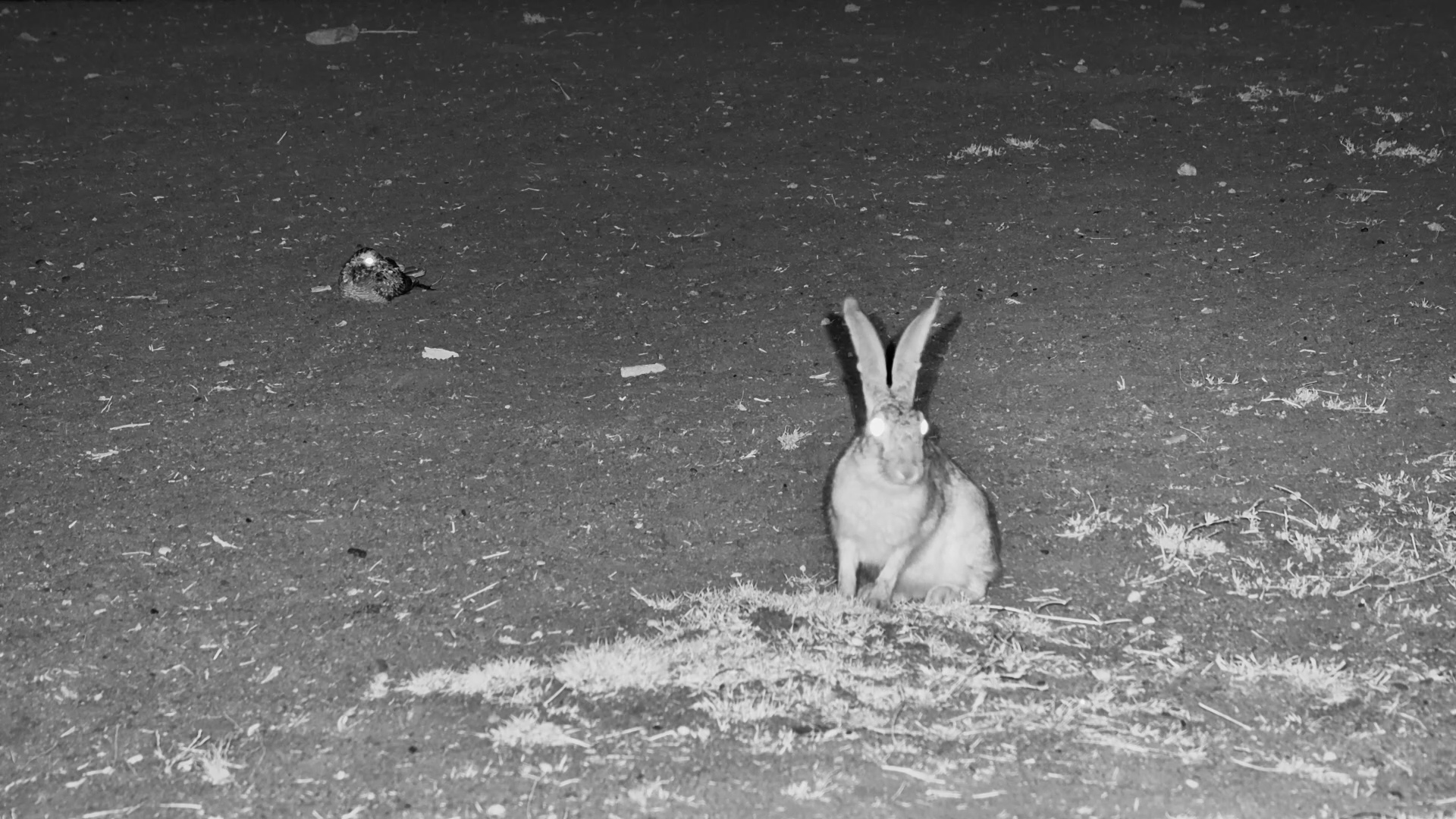A Hare & Nightjar Hang Out After Dark