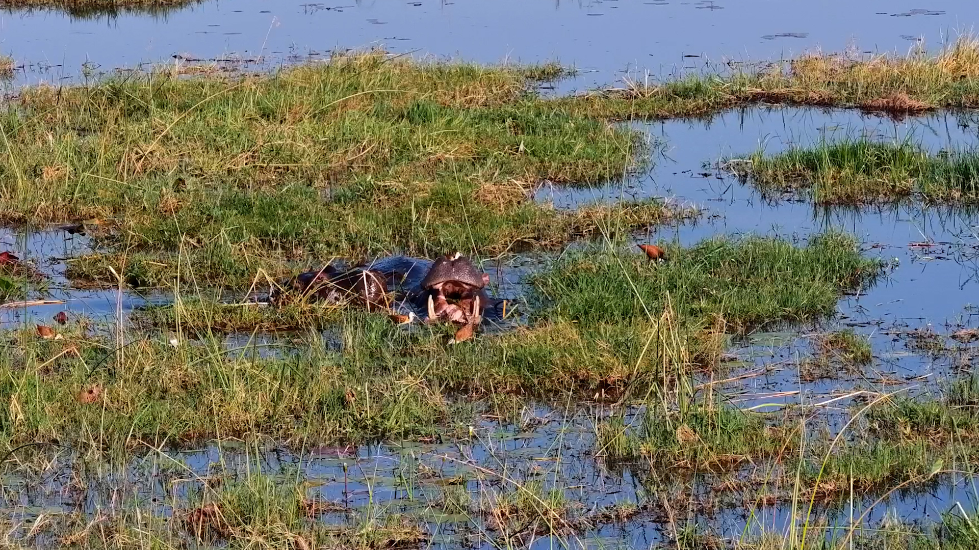 Hippos Surrounded by the Tiniest Waterhole Neighbours