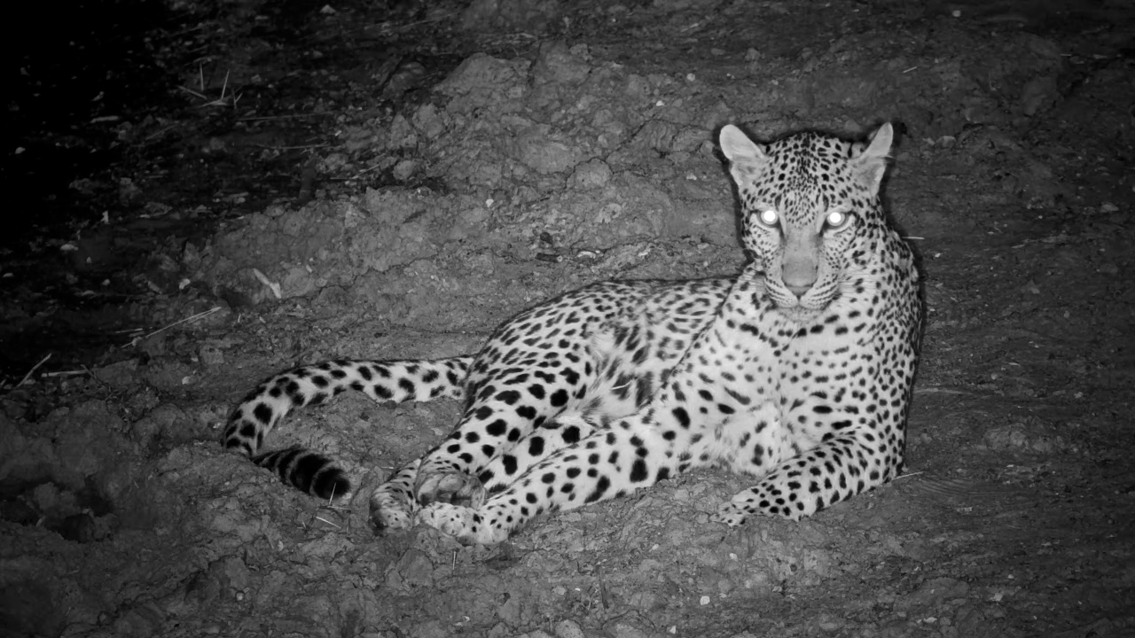 While the World Sleeps, a Leopard Rests by the Water
