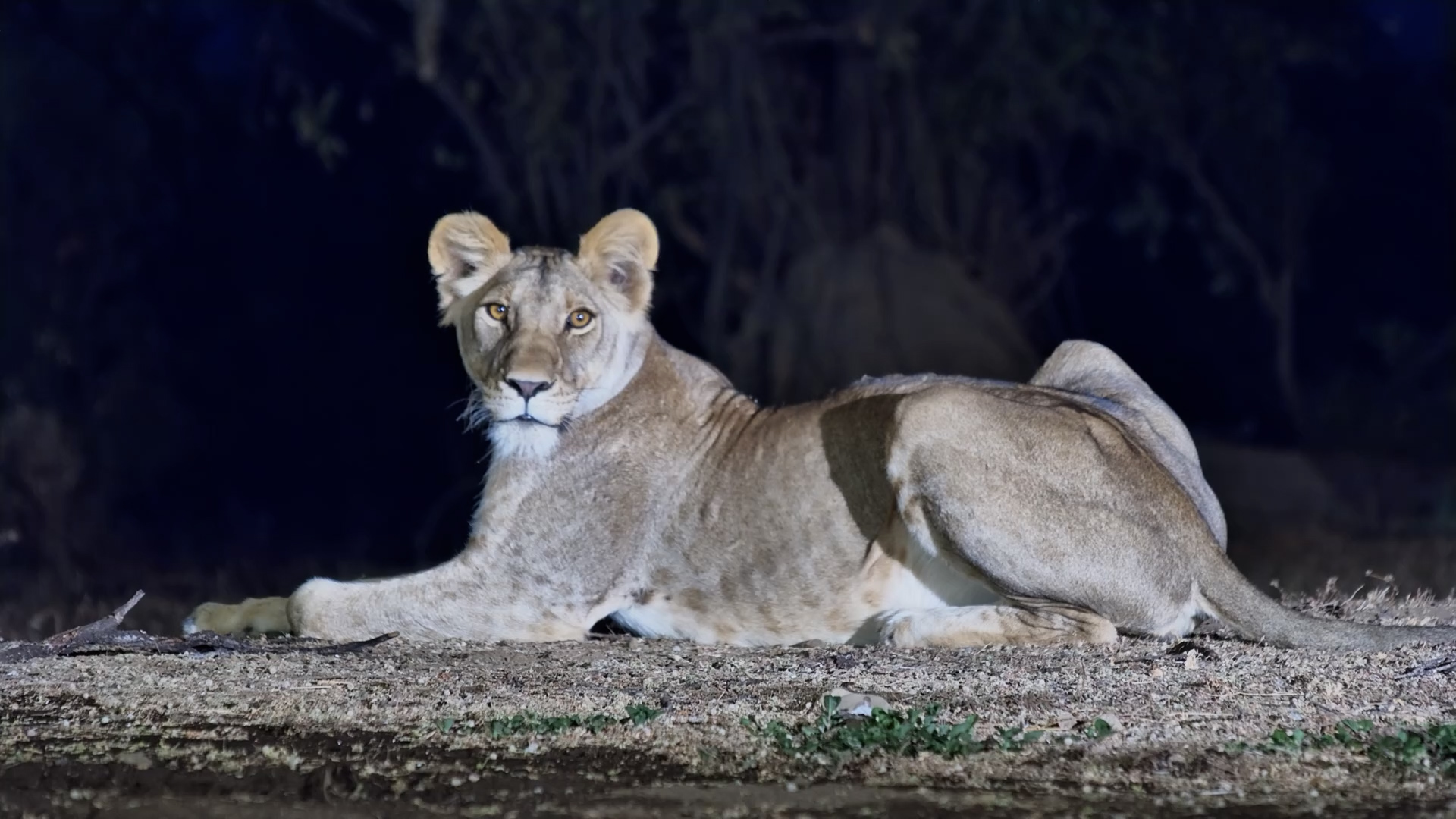 Lost the Pride? Young Lion Wanders Alone