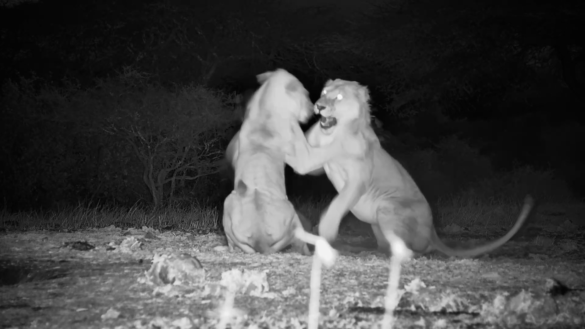 Boys Will Be Boys... Even When They're Lions