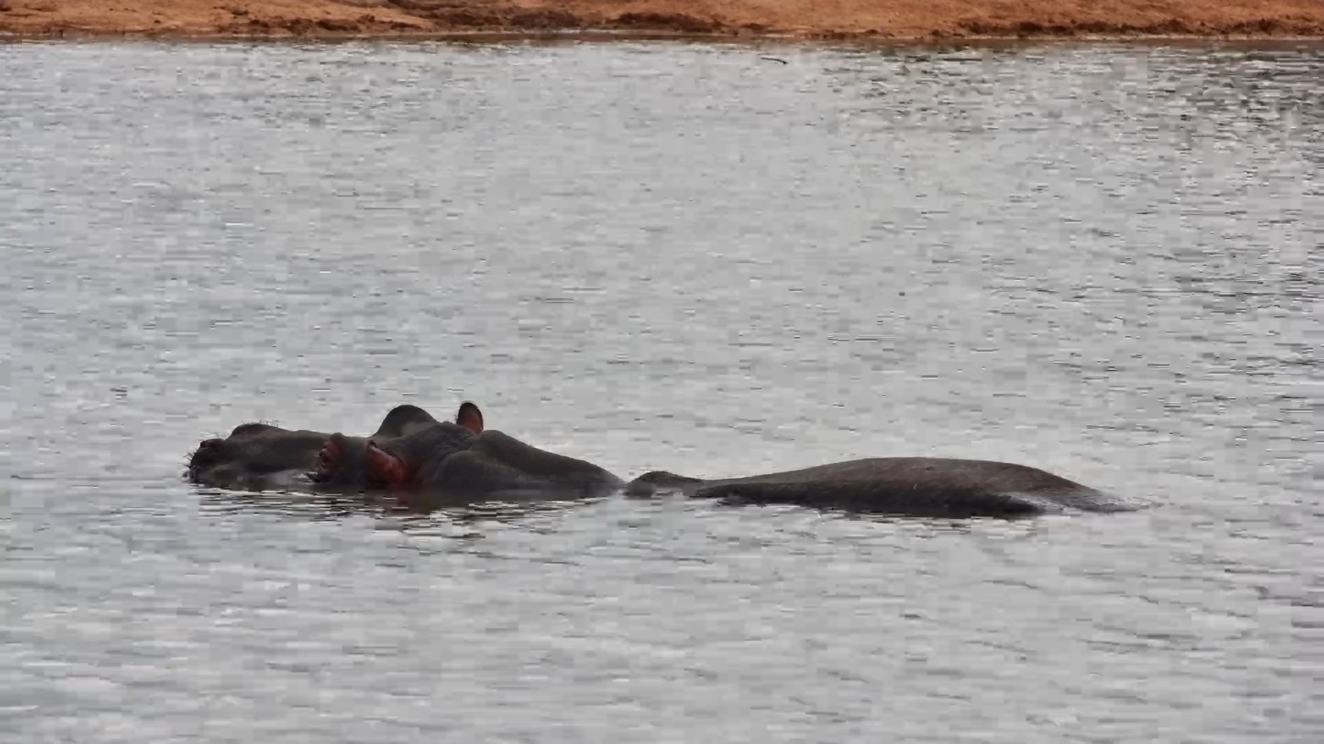Do Not Disturb: Hippo Is Busy Wallowing