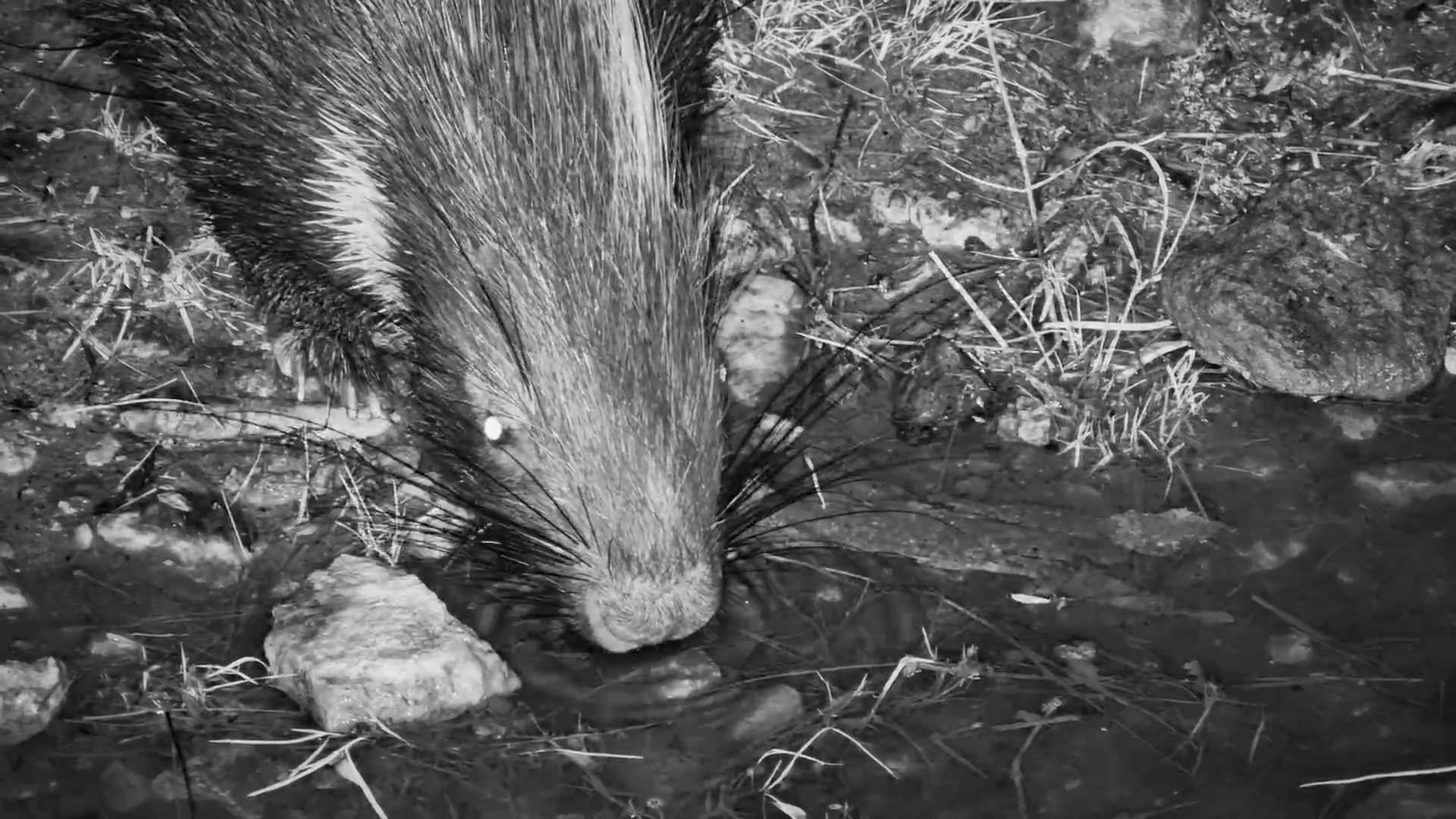 Two Creatures of the Kalahari Night Come to Drink