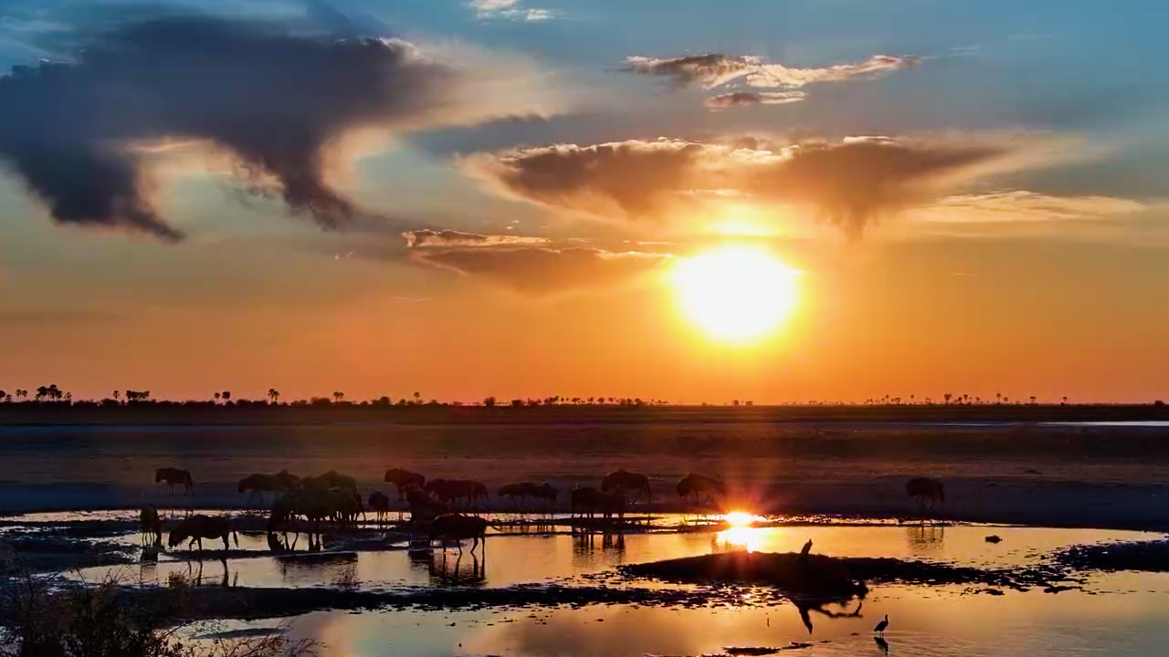 Wildlife Comes Alive at Sunset at Jack's Camp