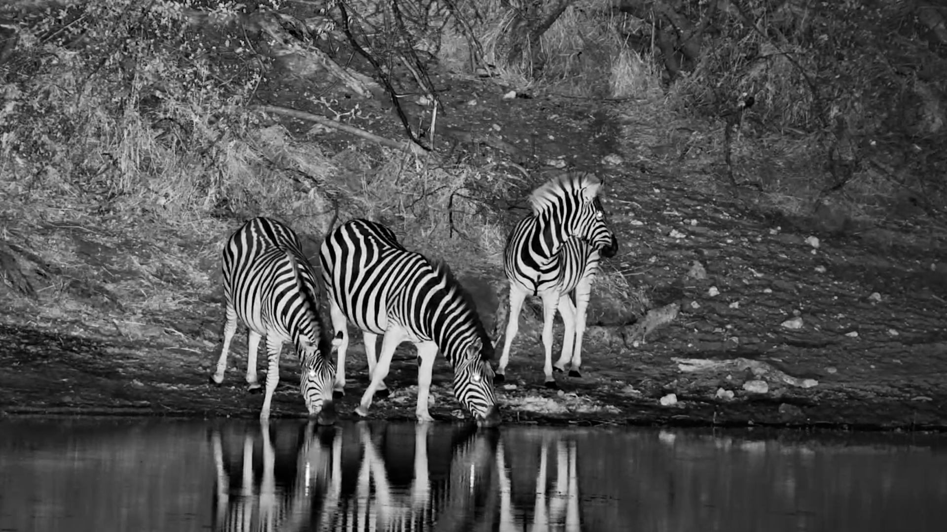 A Zebra Herd Emerges From the Darkness