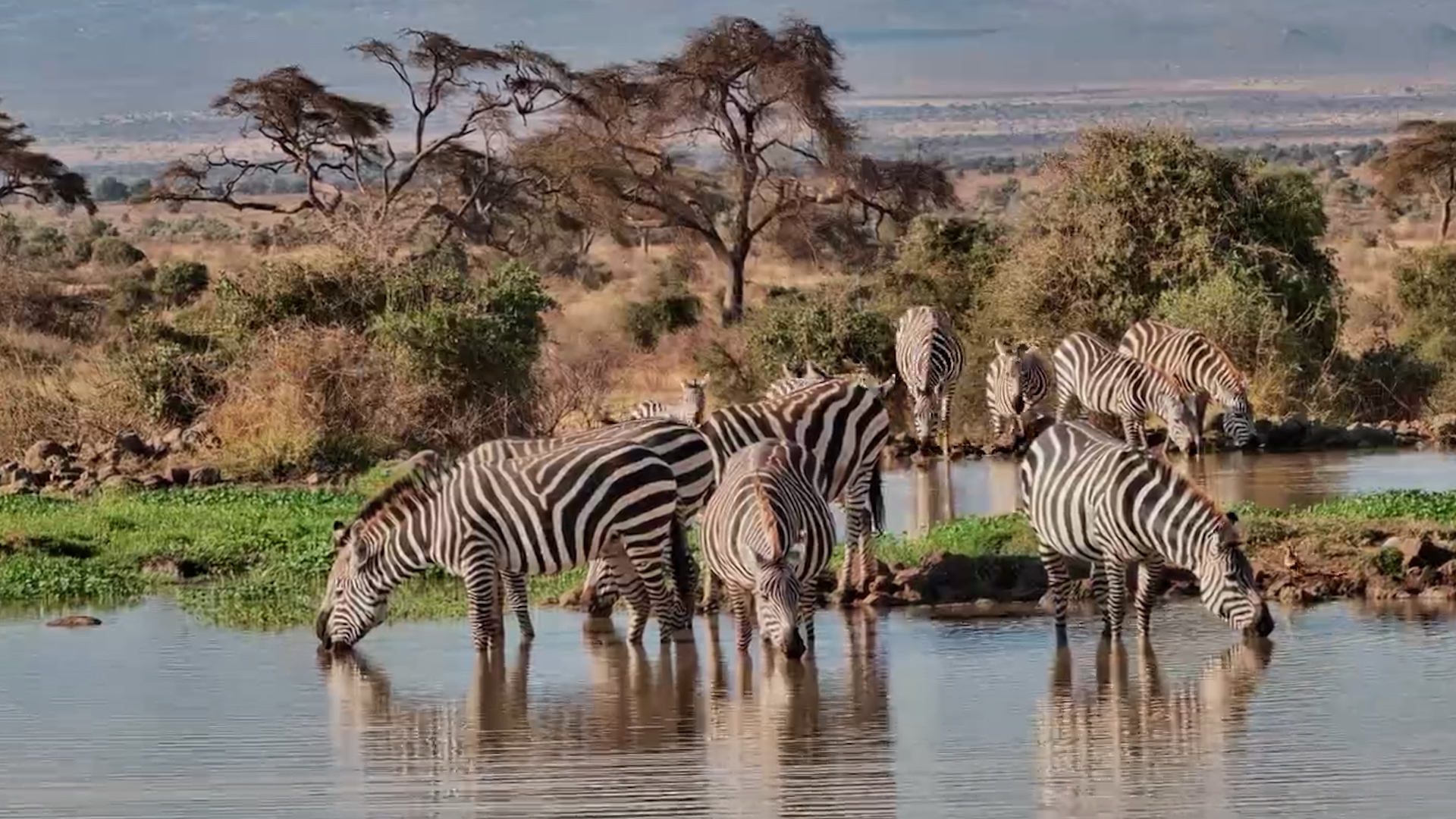 Drinks With a View: Zebra Herd at Tortilis