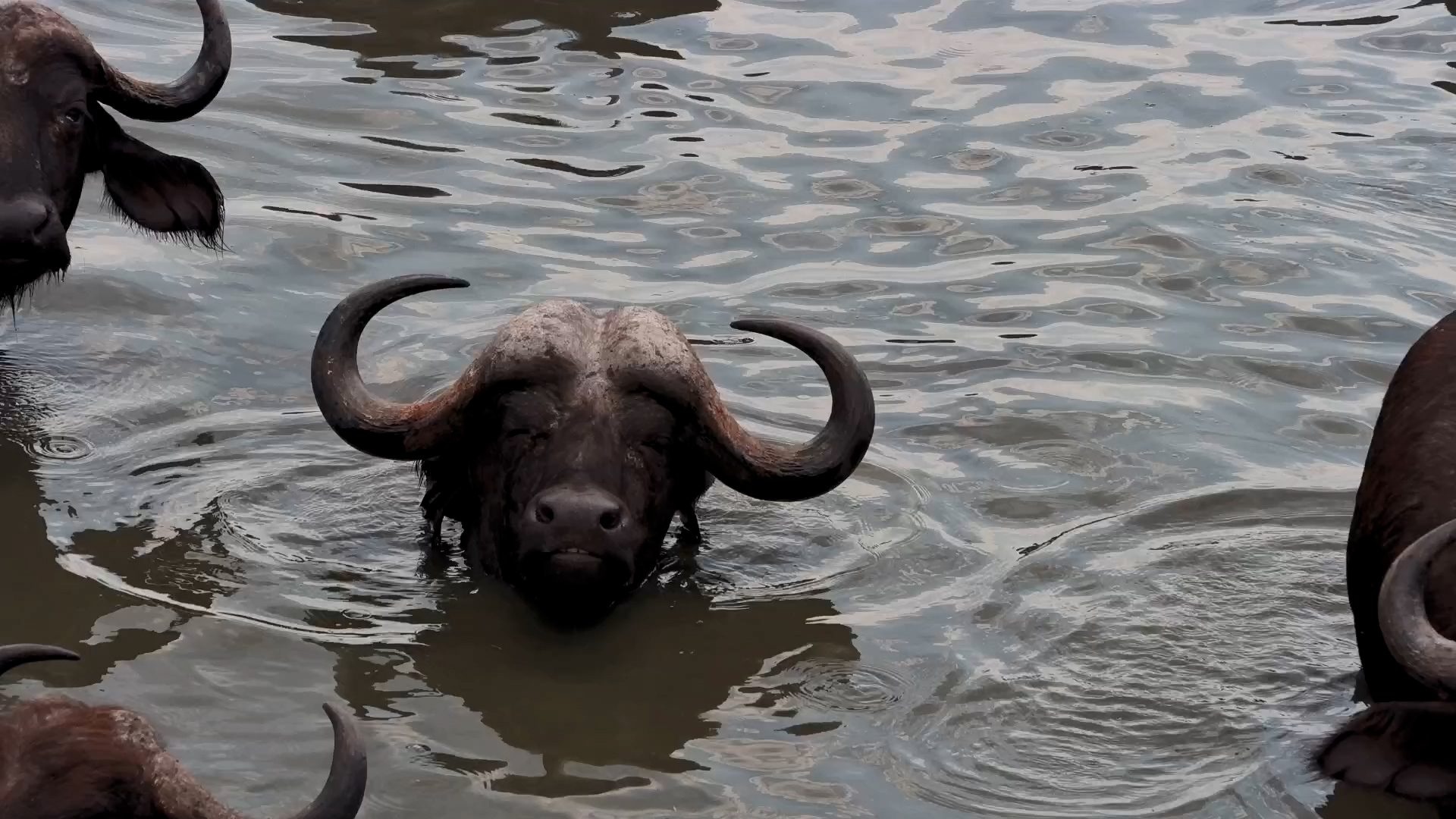 Just a Head in the Water… Living His Best Life