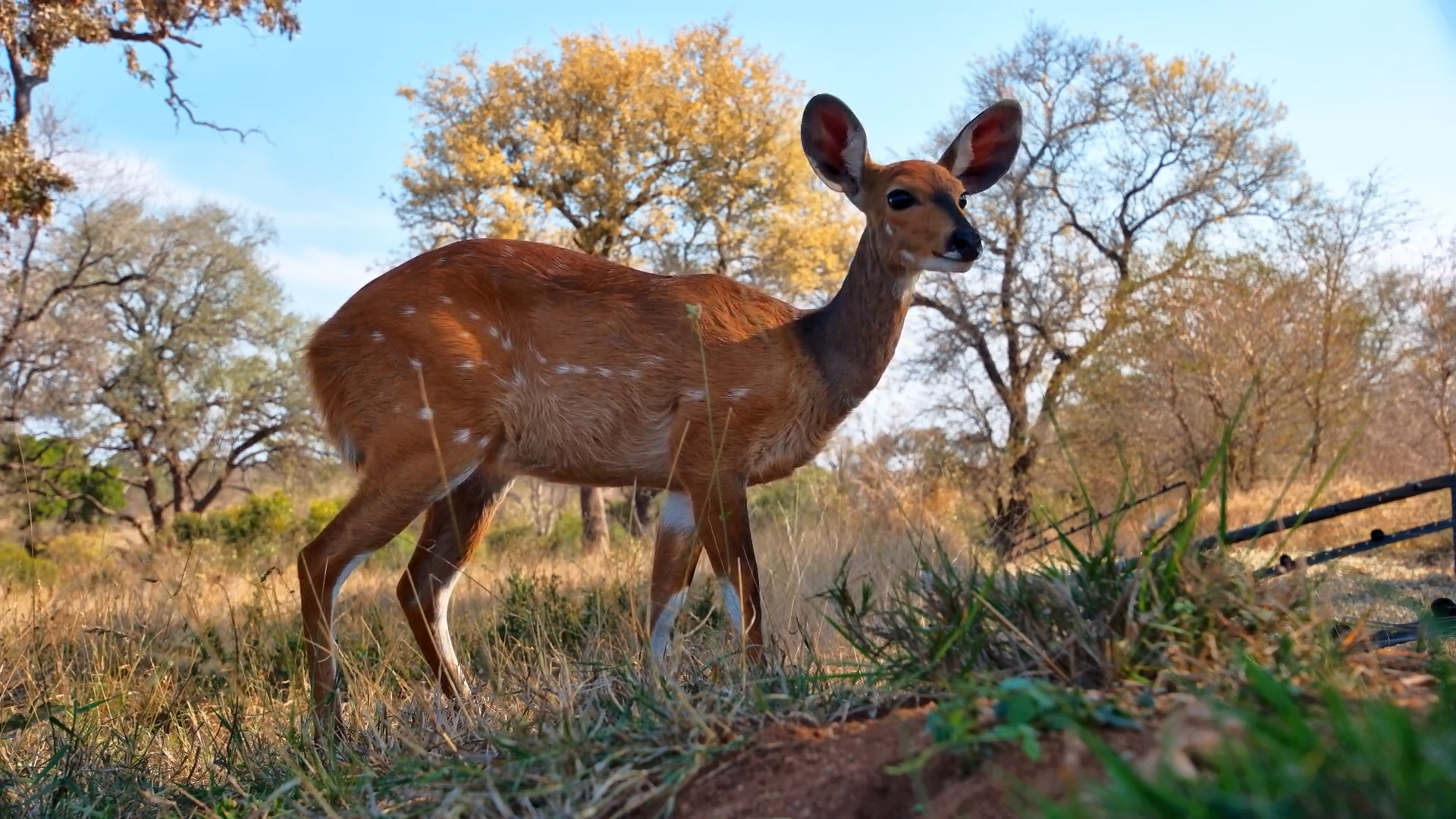 A Beautiful Bushbuck Browses Right By the Camera