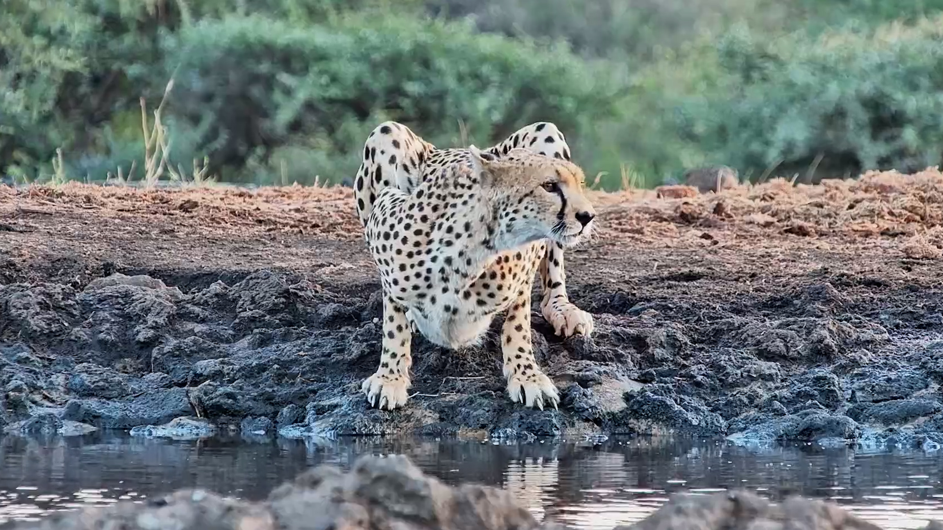 What a Beauty! Cheetah Comes In for a Daytime Drink