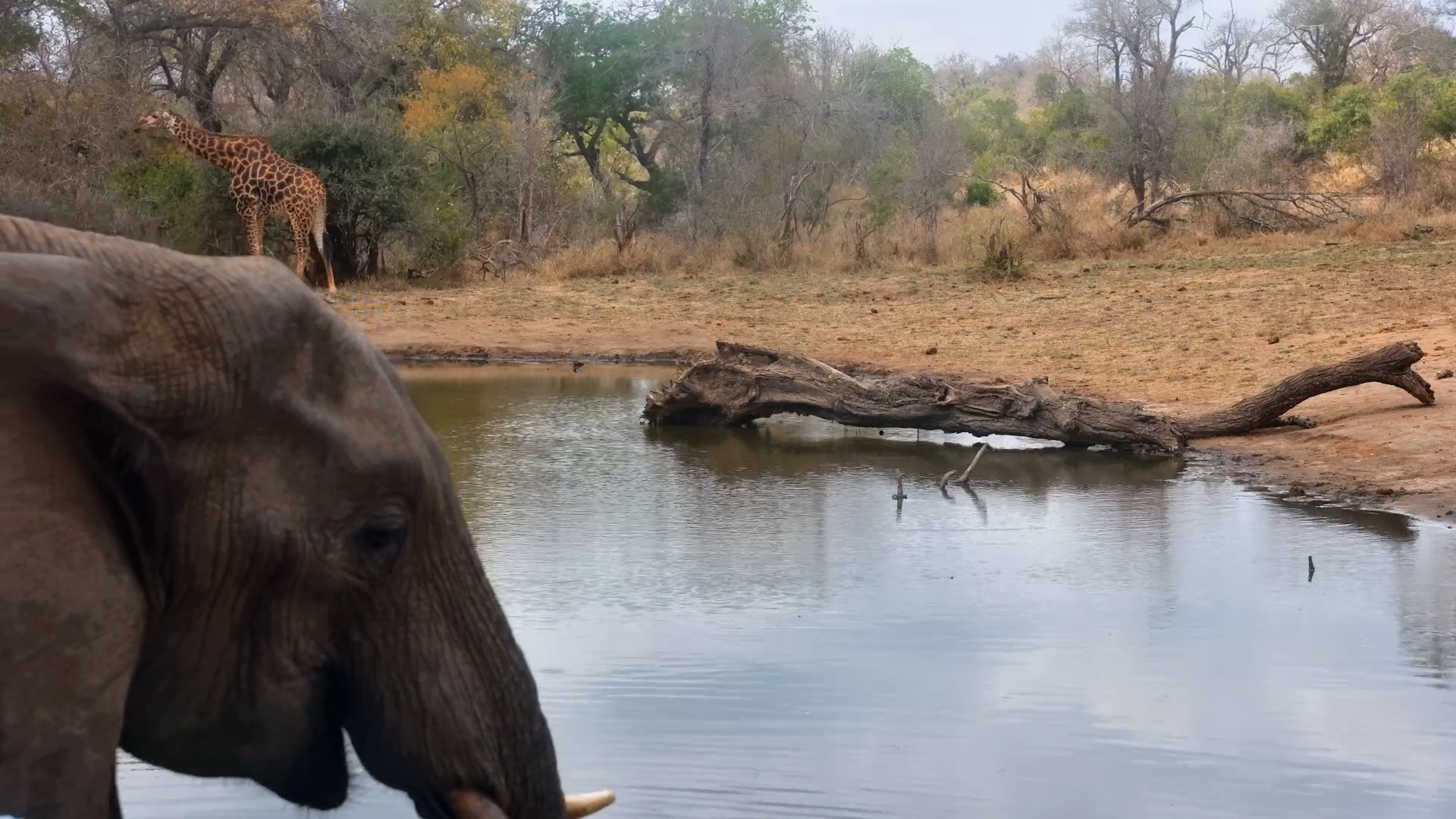 Giraffe’s Perfect Waterhole Shot Gets Ruined by an Elephant