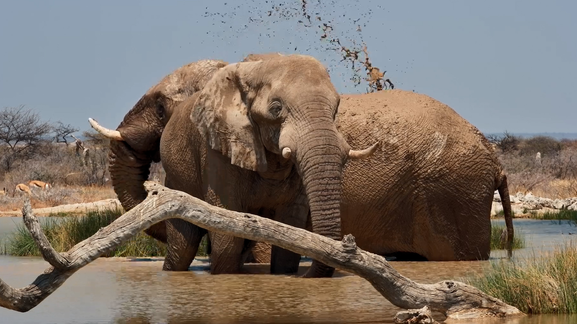 They Came, They Splashed, They Left