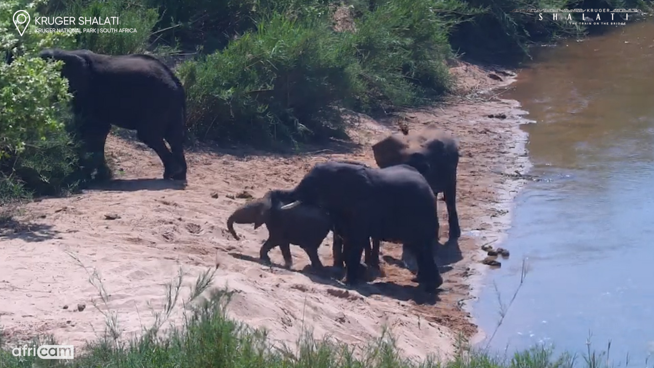 The Adults Are Relaxing… The Calves Found the Sand