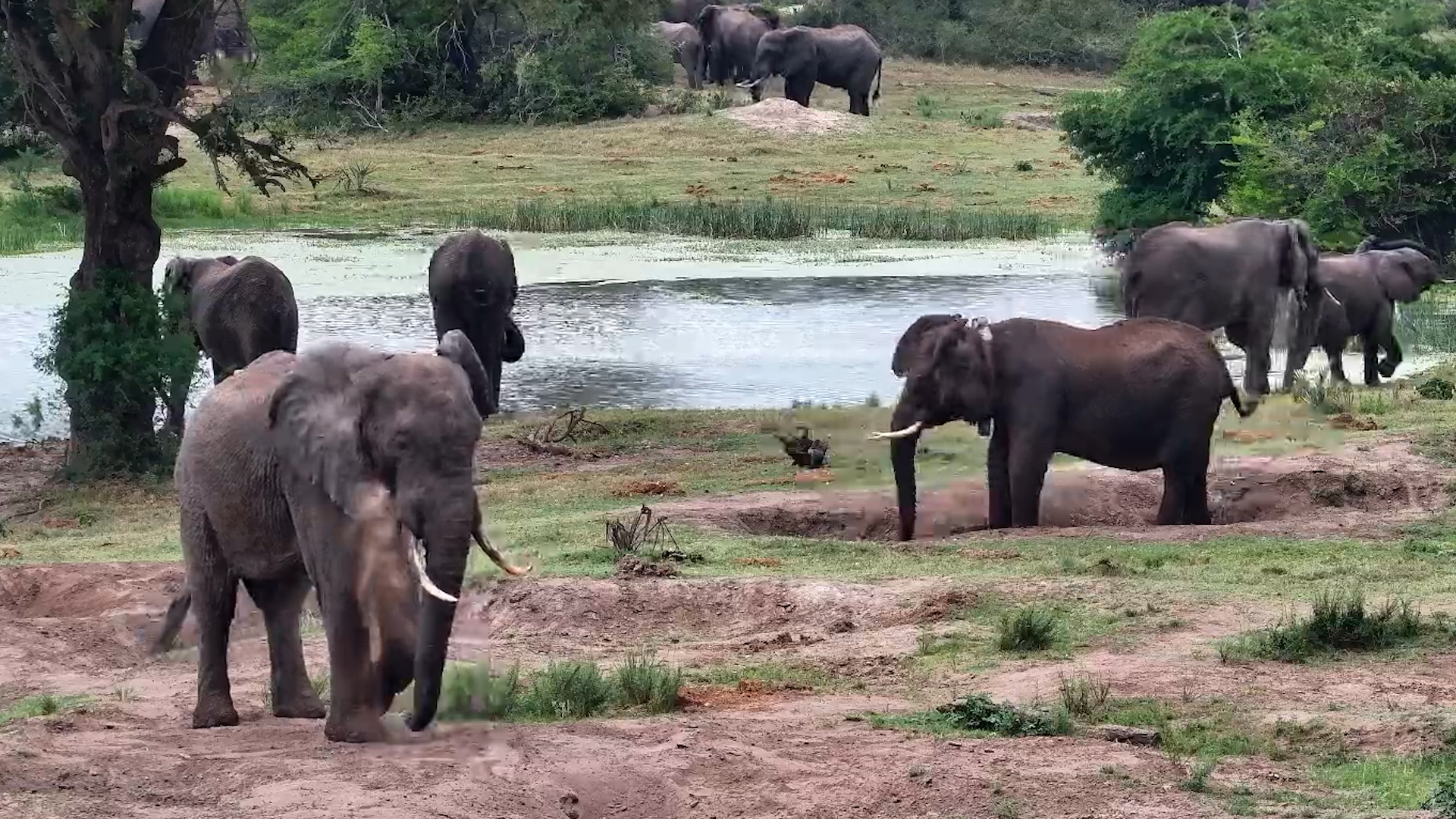 Elephants Crowd Into the Waterhole